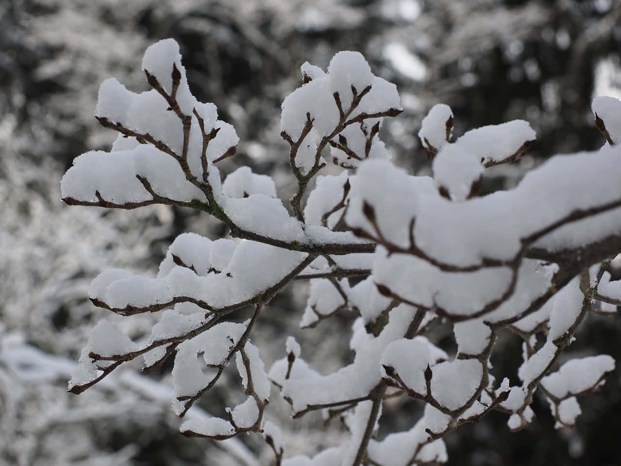 Snow Covered Tree Branches Wallpaper