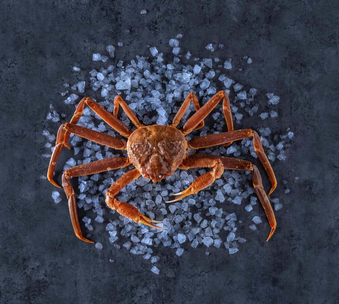 Snow Crabon Salt Bed.jpg Wallpaper