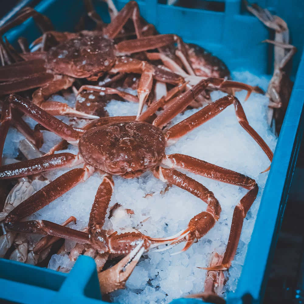 Snow Crabson Ice Wallpaper