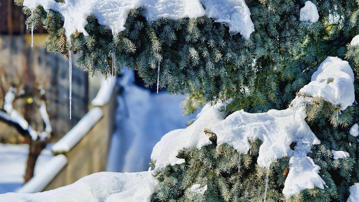 Enjoy the beauty of the wintry season with Snow Desktop Wallpaper
