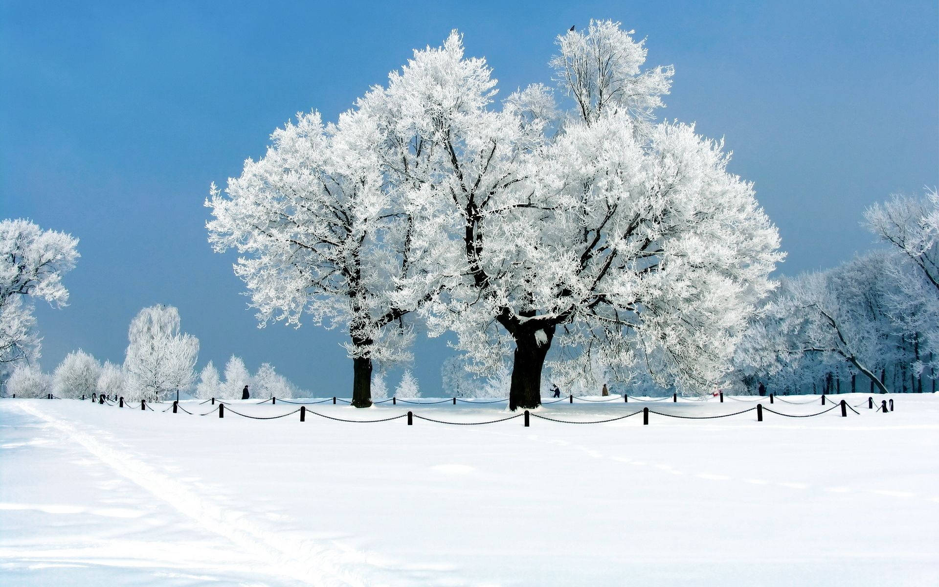 Snöigskrivbord Vinterträd. Wallpaper