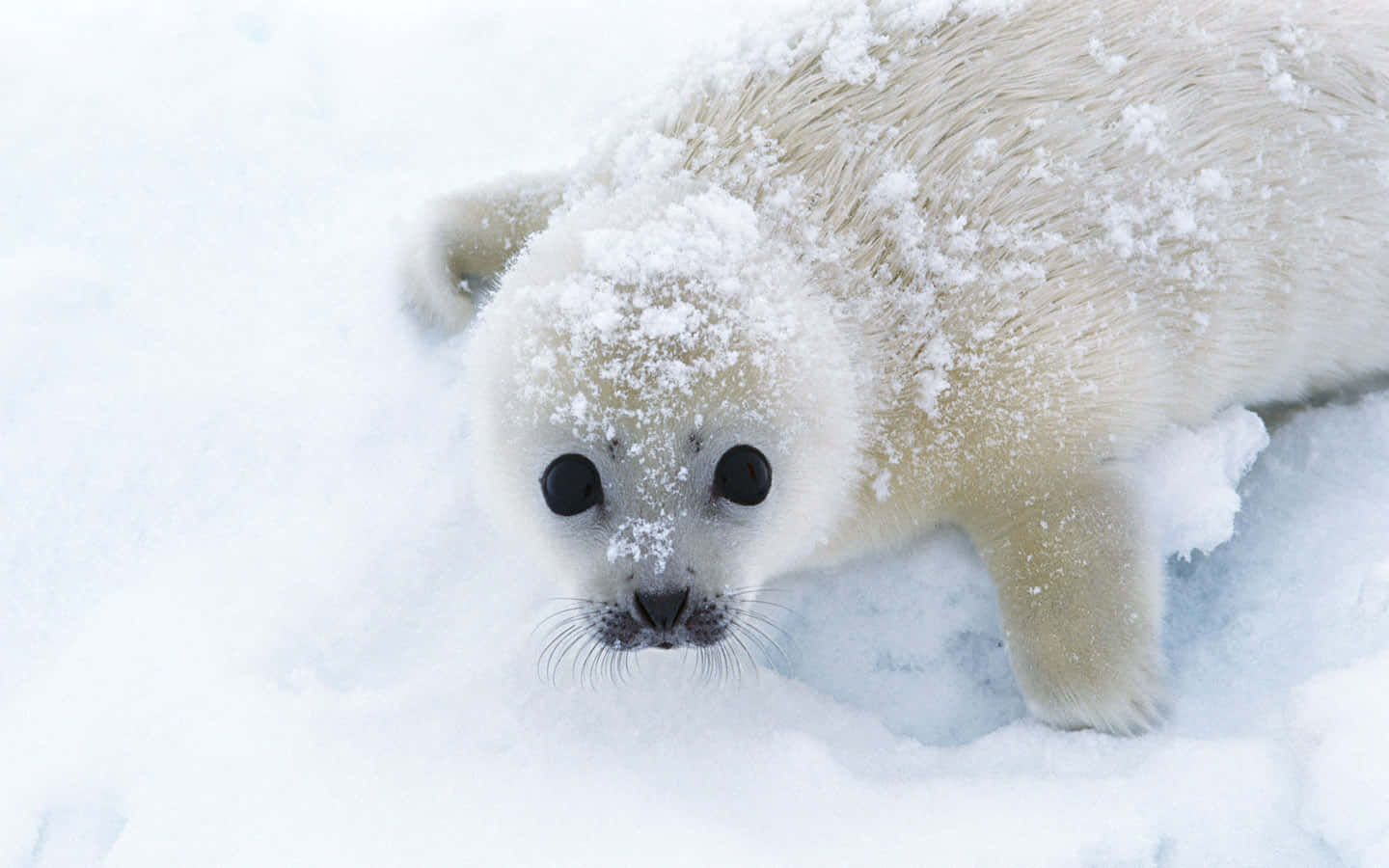 Snow Dusted Seal Pup Wallpaper