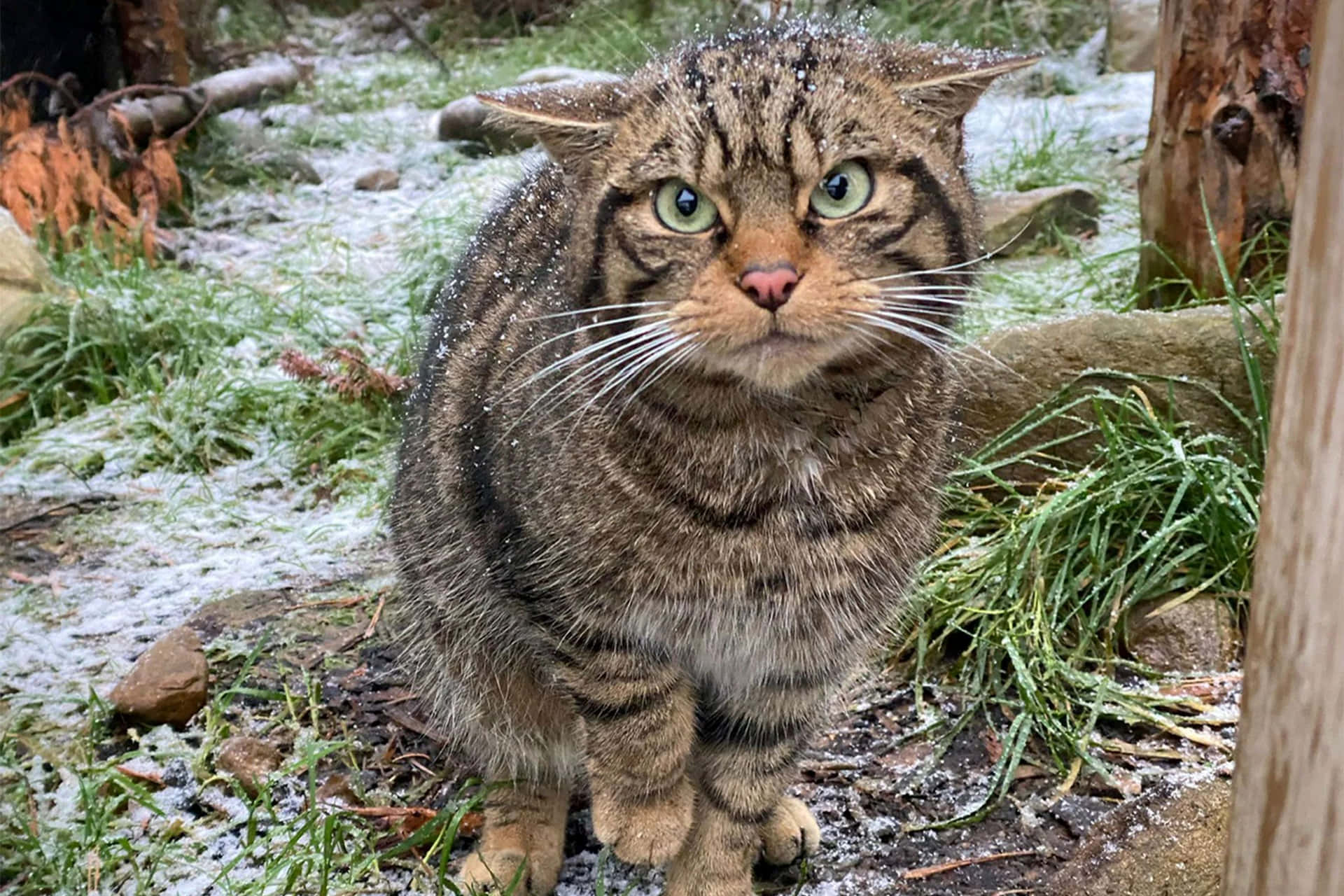 Snow Dusted Wildcat Staring Intently Wallpaper