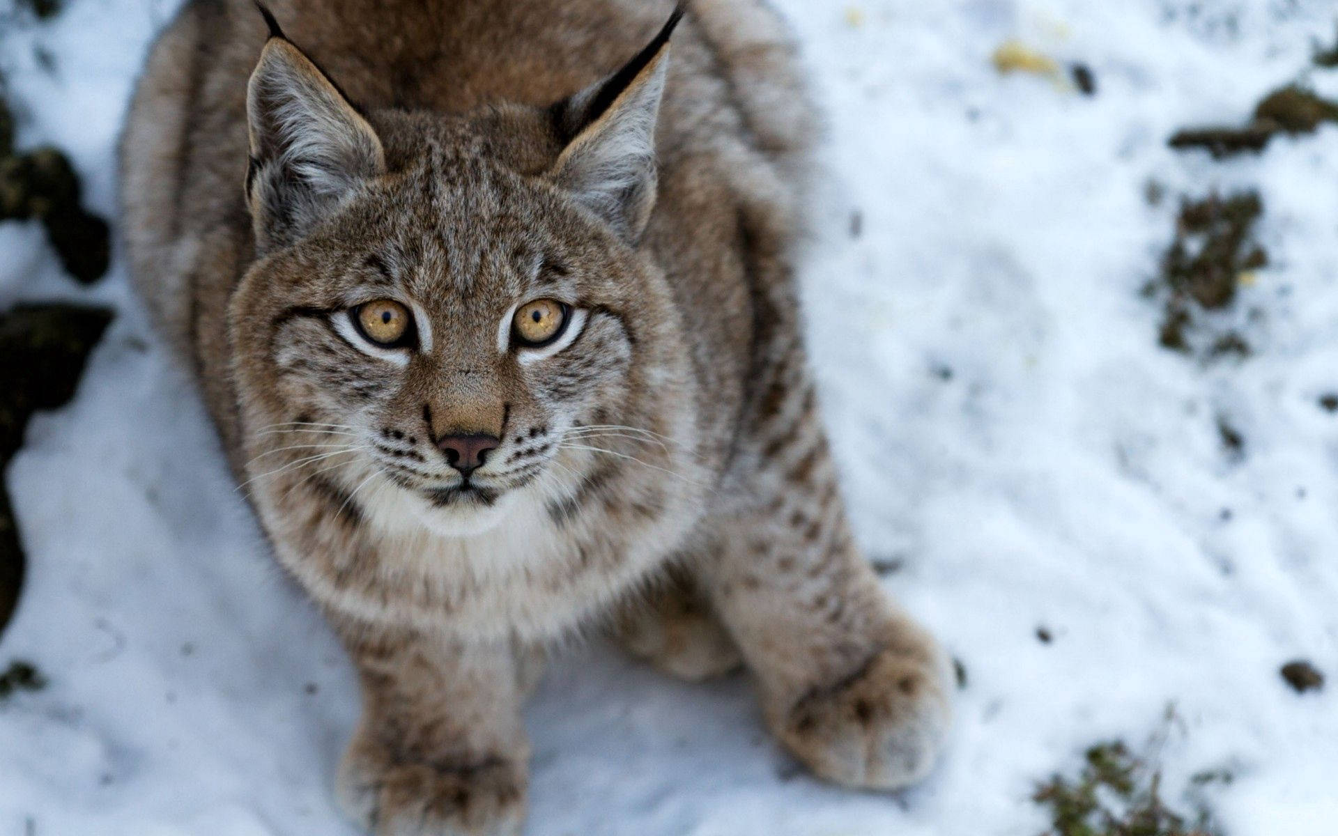 A Lynx in the Snow Wallpaper