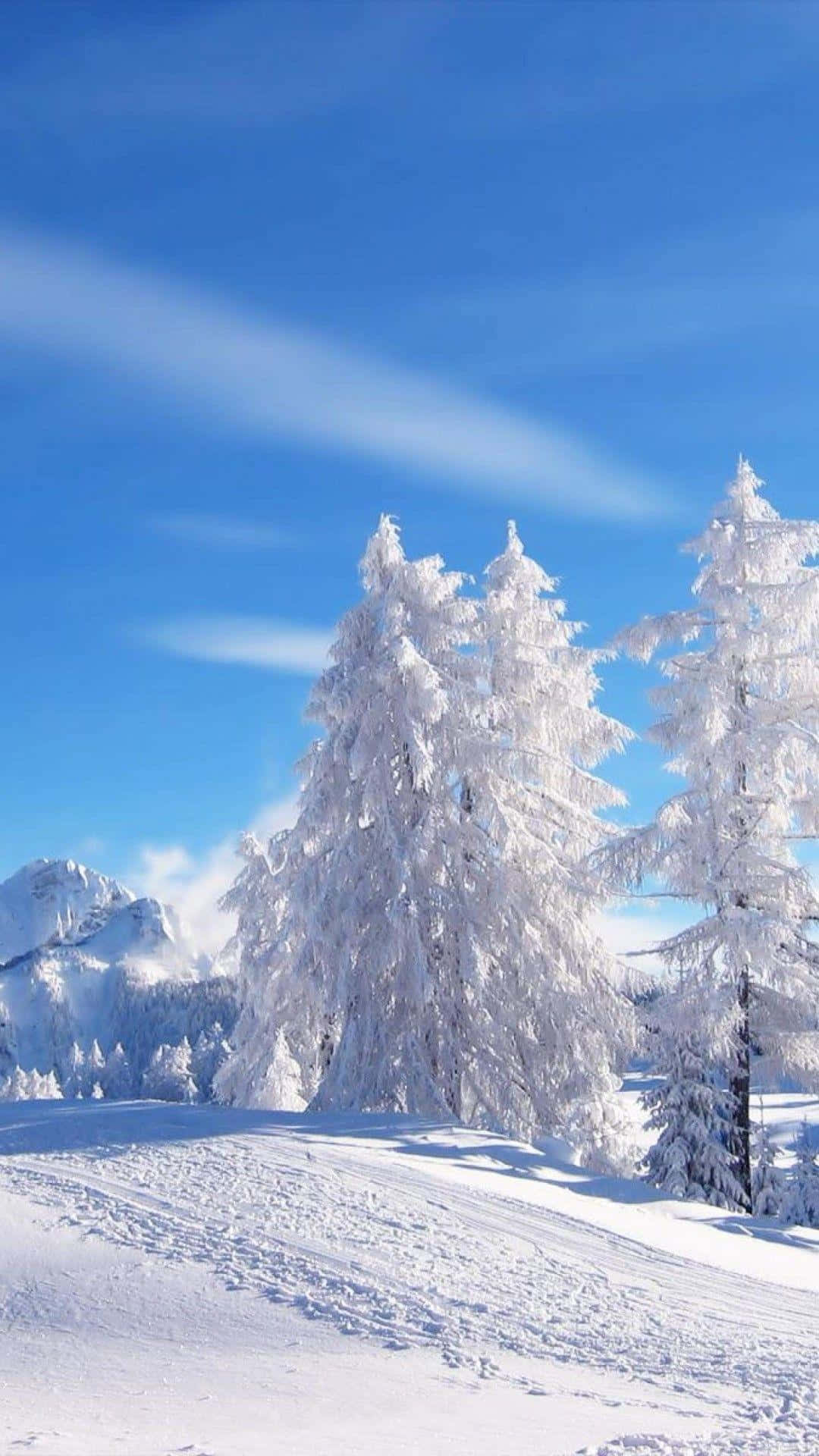 Snöigaträd I Den Snöiga Landsbygden. Wallpaper