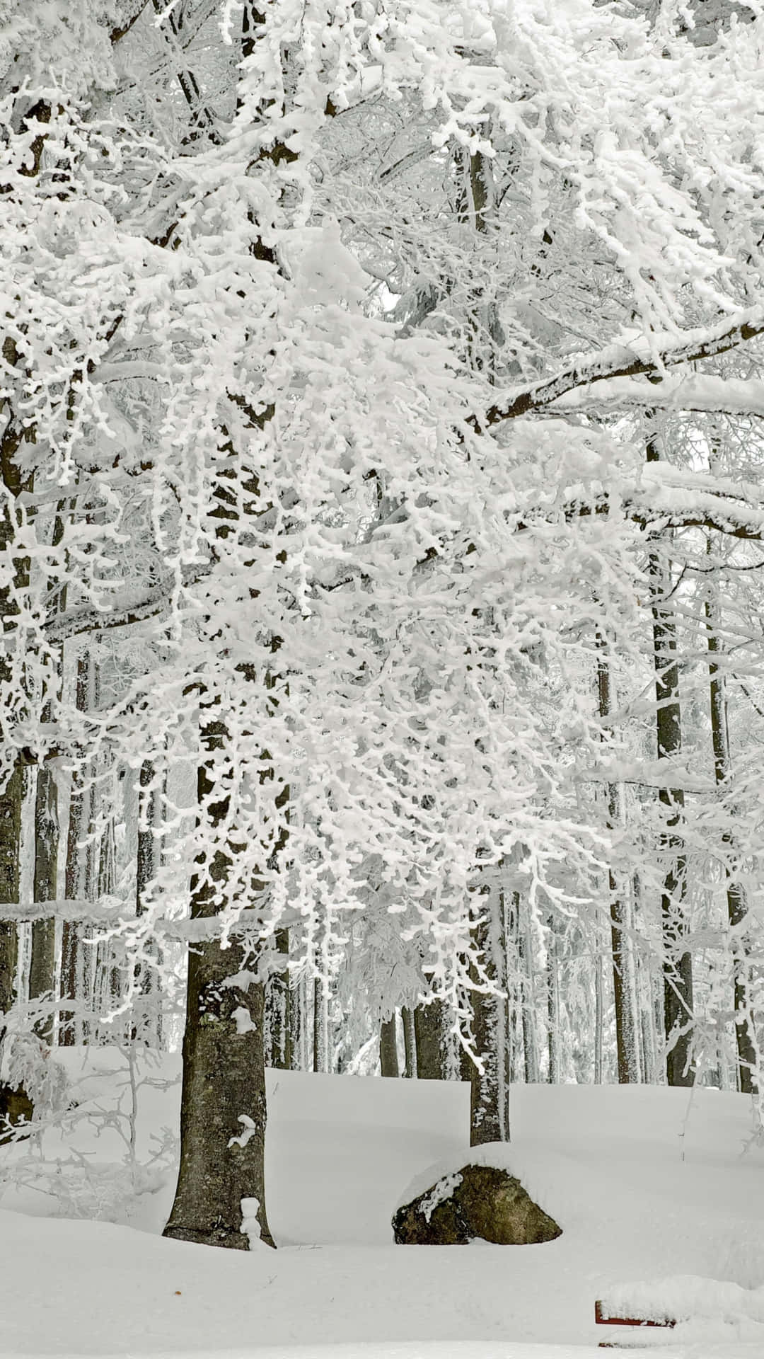 Einschneebedeckter Wald Mit Einer Bank Wallpaper