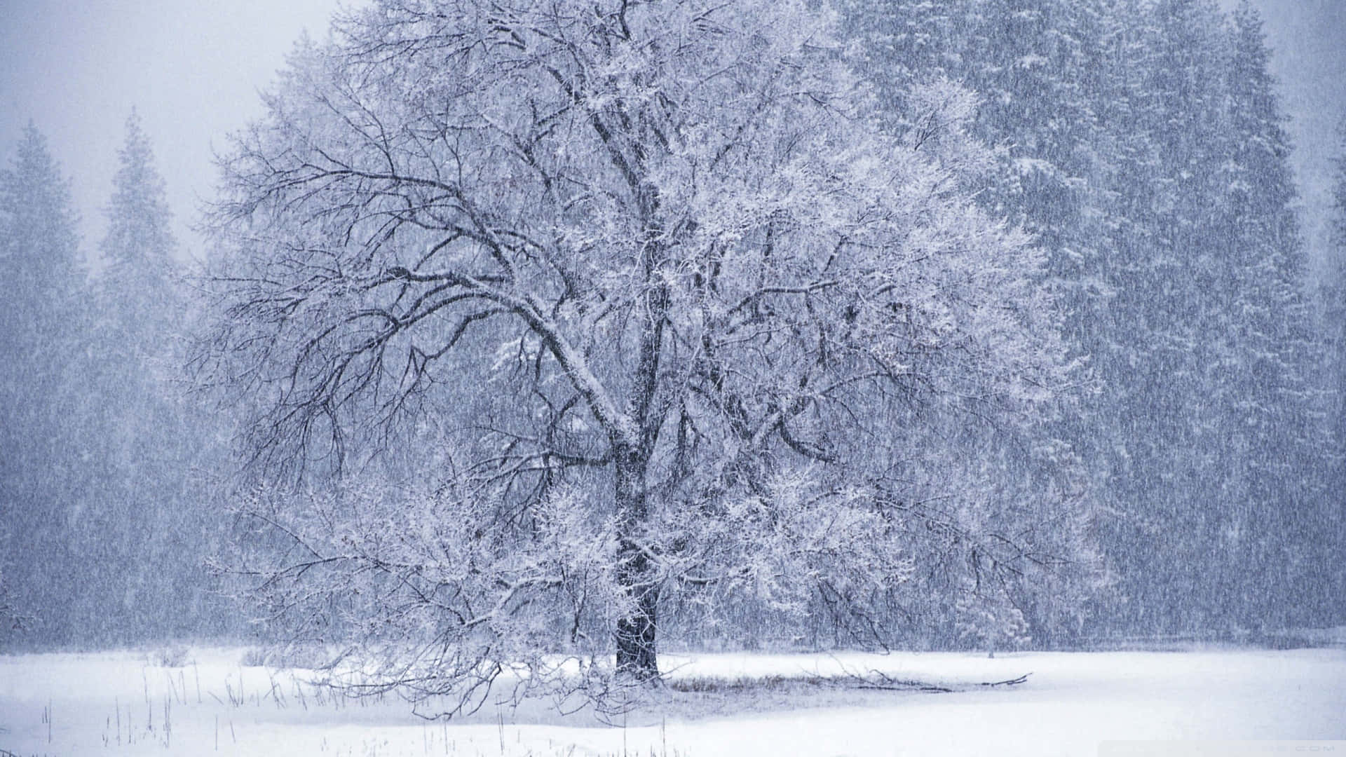 Diemagie Des Winters: Schneeflocken Fallen In Der Morgendämmerung Wallpaper