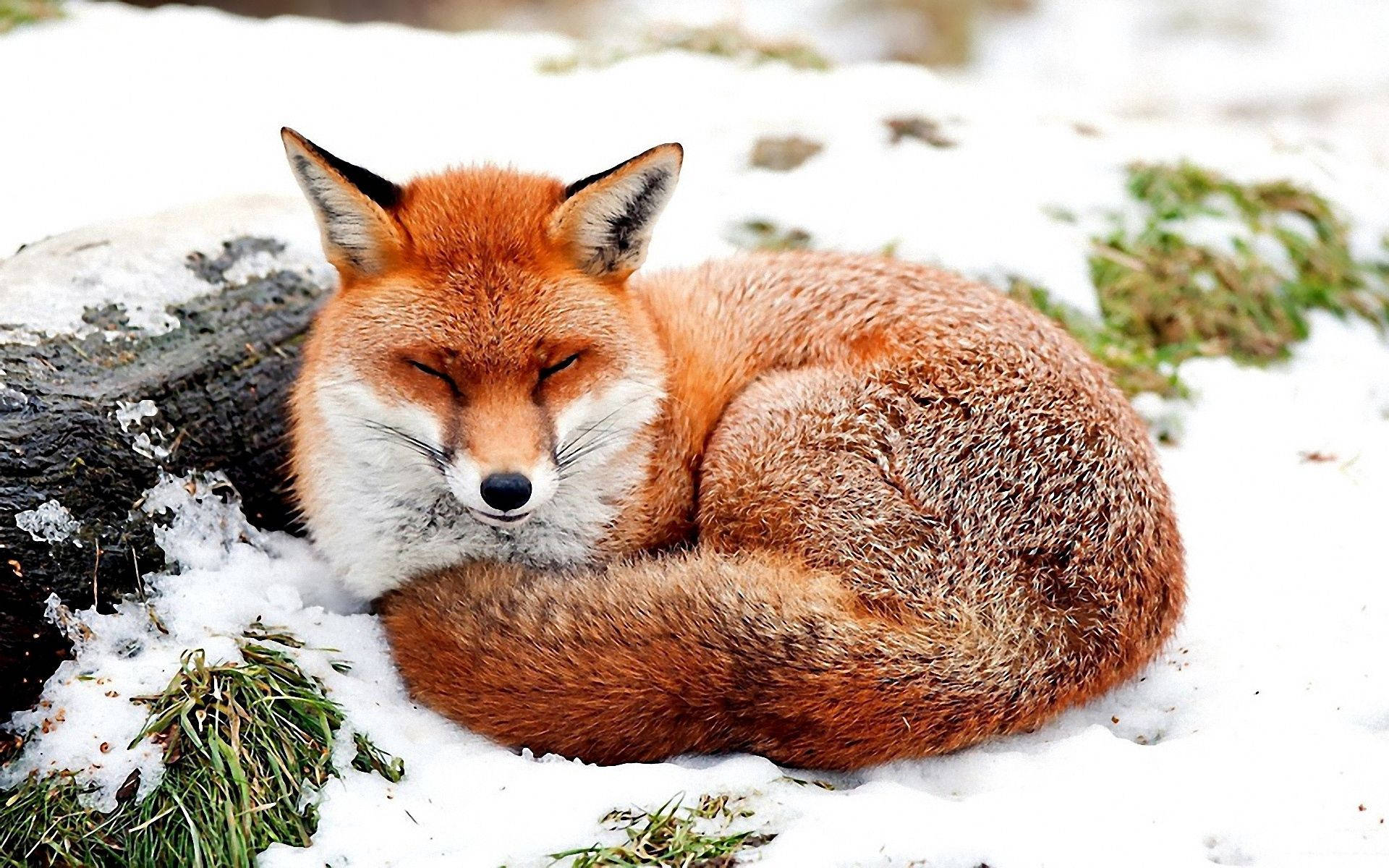 Shut-eye for the Snow Fox Wallpaper
