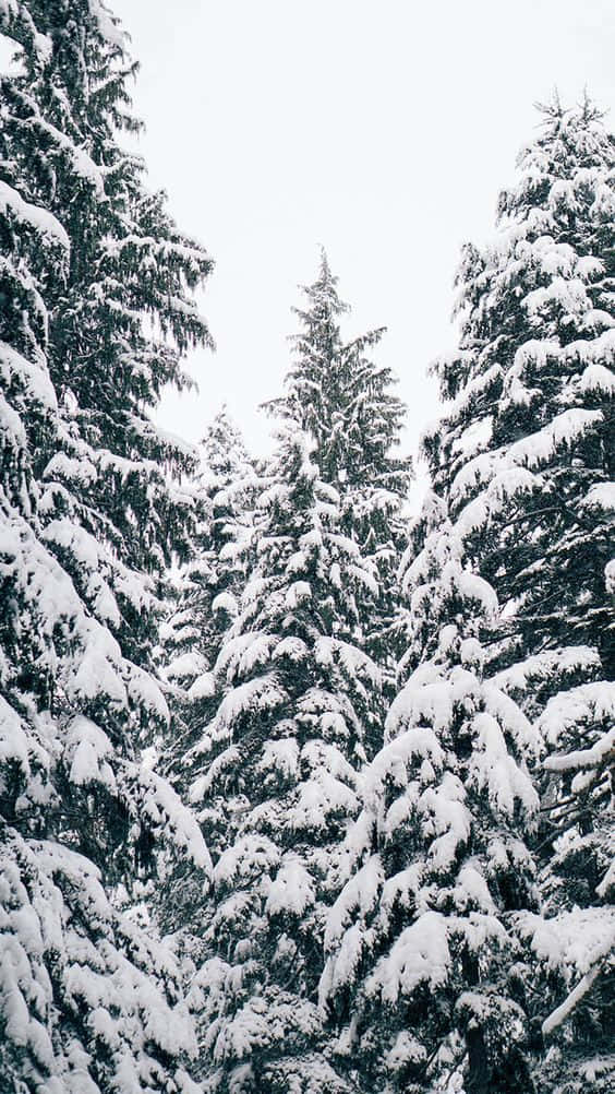 Snowy Day with Your IPhone Wallpaper