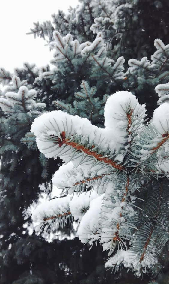 Majestic snowfall on an iPhone. Wallpaper