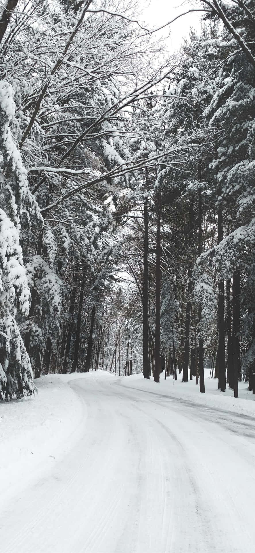Enjoy the breathtaking winter snowfall with iPhone Wallpaper