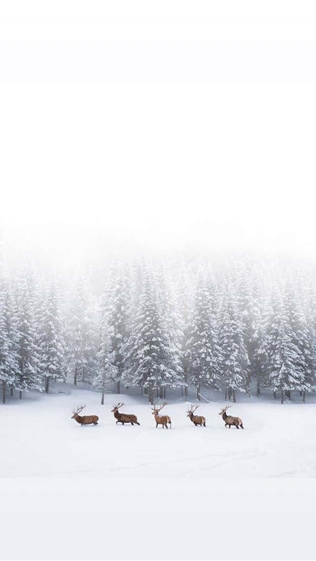 Reindeer On Snow iPhone Wallpaper