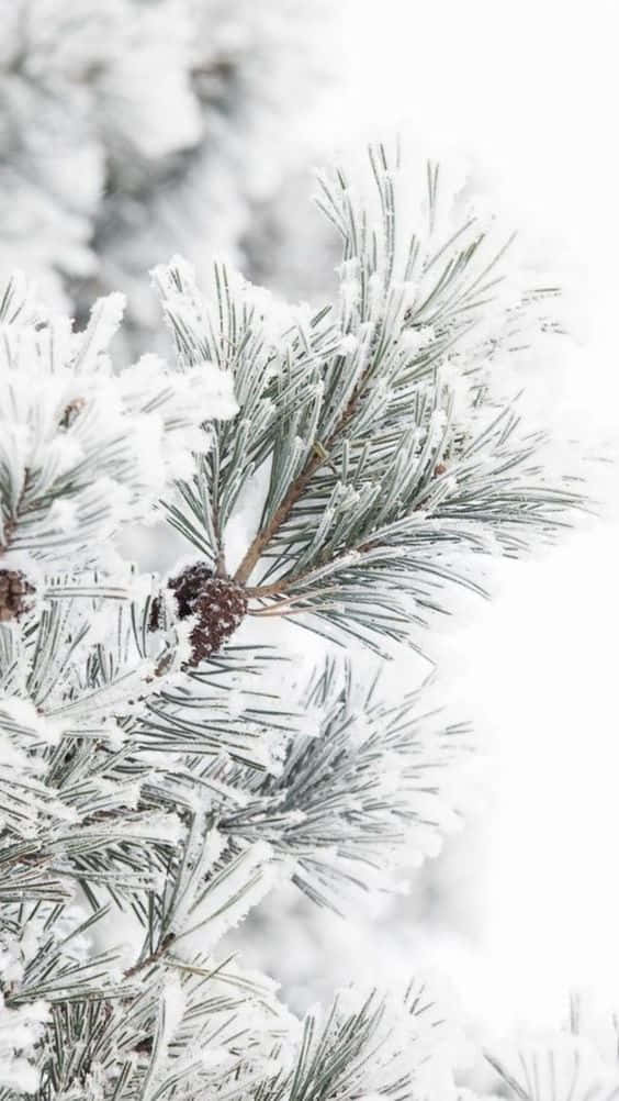 A Close Up Of A Pine Tree Covered In Snow Wallpaper