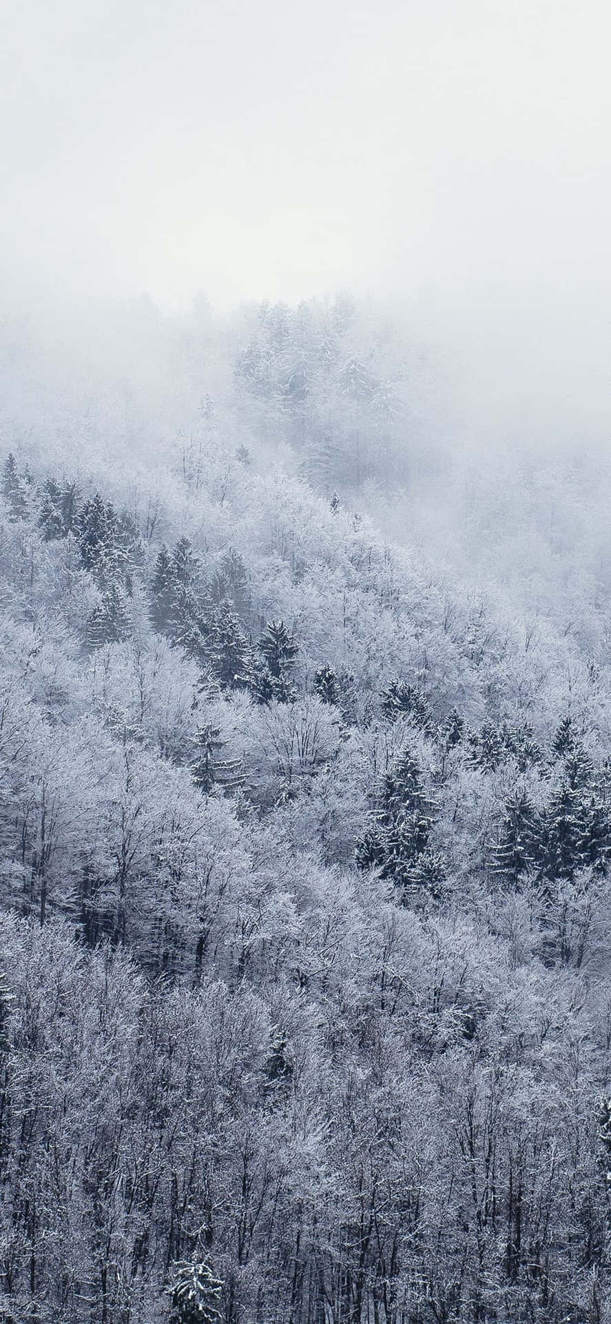 Esplorail Magico Inverno Bianco Con Lo Sfondo Neve Per Iphone. Sfondo