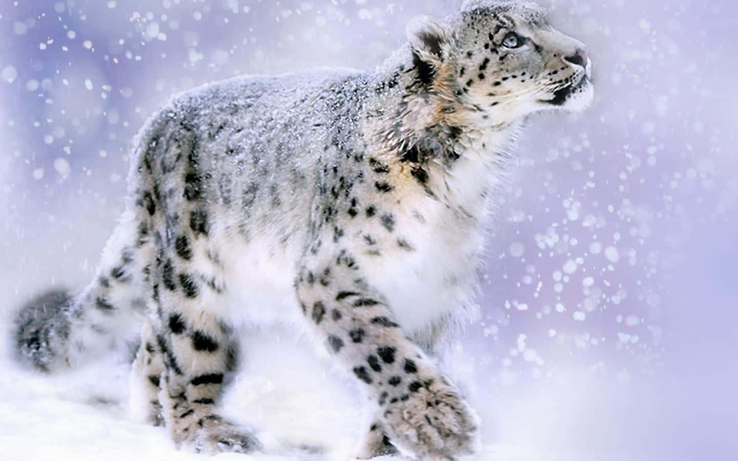 Leopardode Las Nieves Majestuoso Sentado Con Gracia Fondo de pantalla