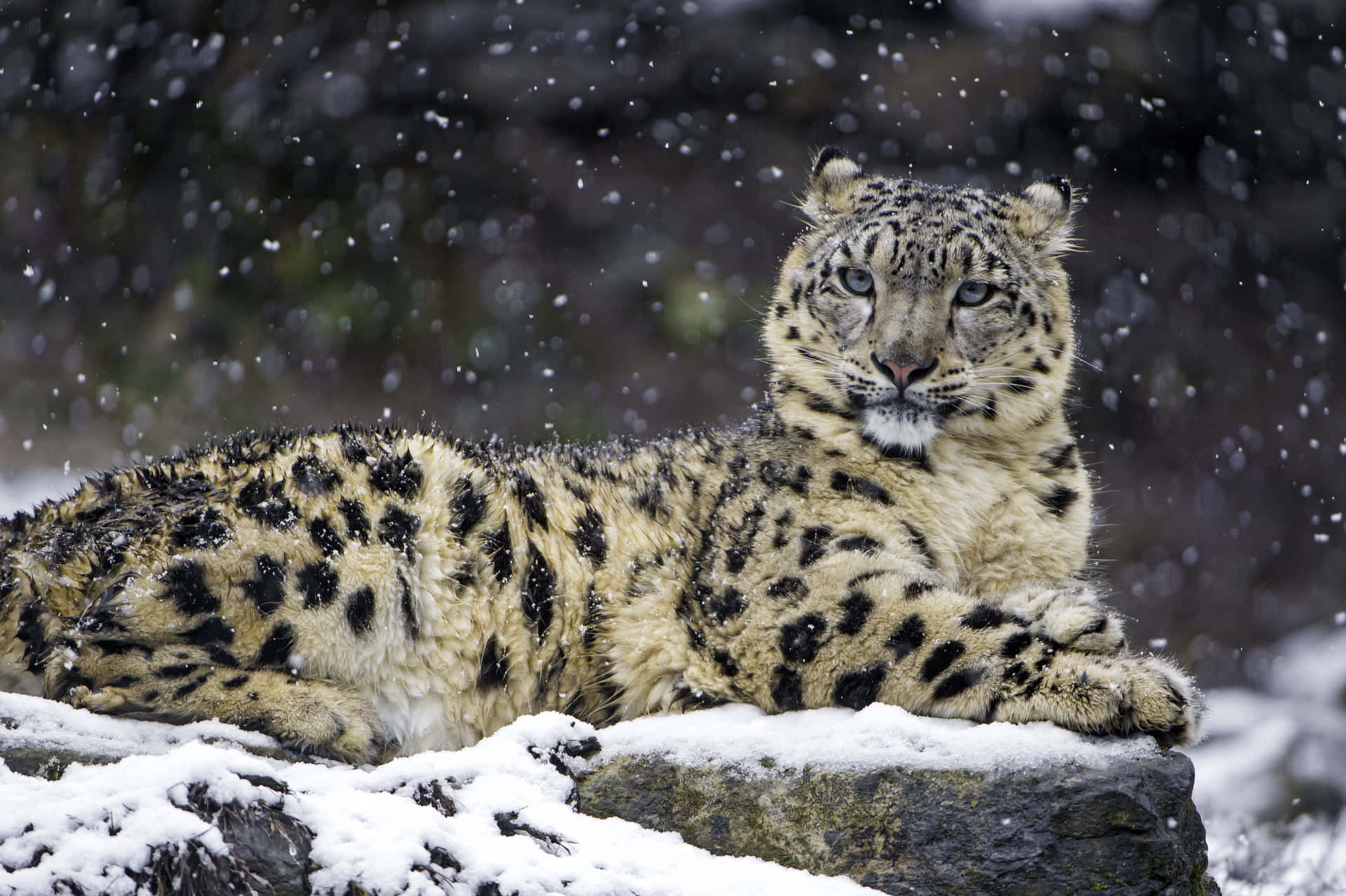 Leopardode Las Nieves Bañándose Bajo El Sol. Fondo de pantalla