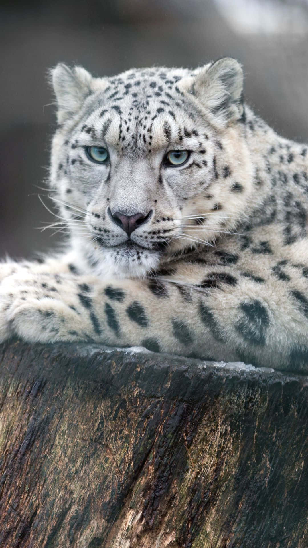 A snow leopard surveys its wintery domain Wallpaper