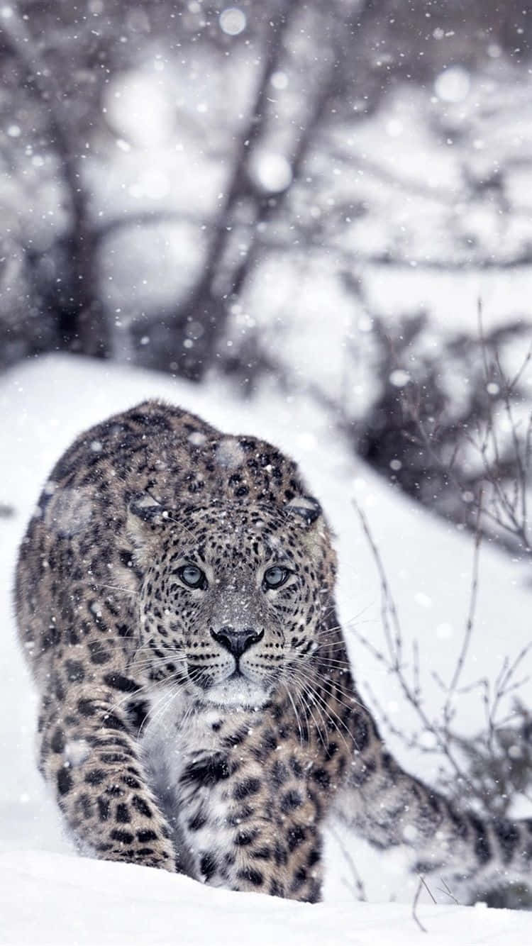 A Leopard Walking Through The Snow In The Snow Wallpaper