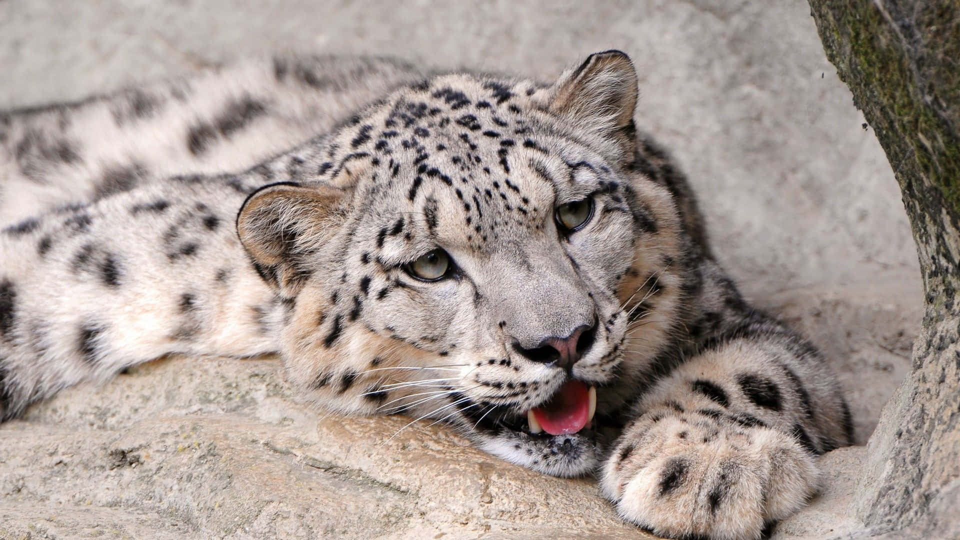 Leopardode Las Nieves Majestuoso En Su Hábitat Natural Fondo de pantalla