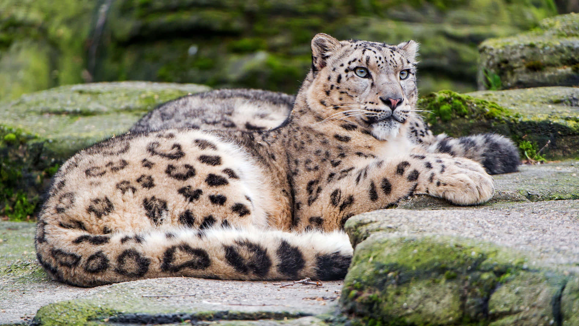 A Snow Leopard Laying On Rocks Wallpaper