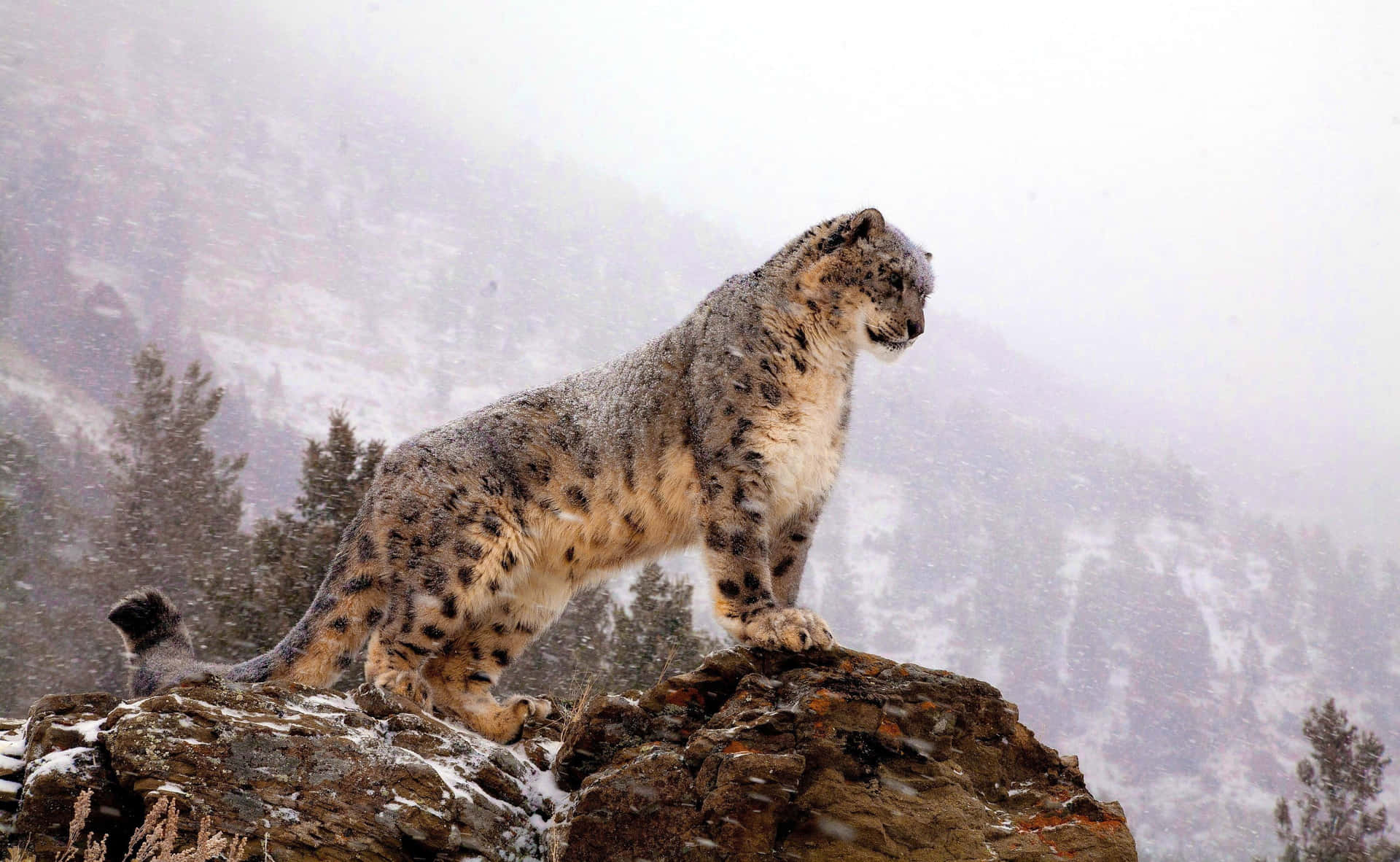En sneleopard der stalker sit bytte i de sne-dækkede bjerge. Wallpaper