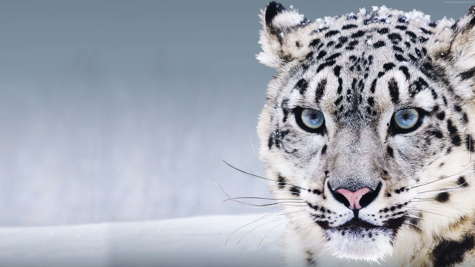 Unhermoso Leopardo De Las Nieves Parado En Lo Alto De Un Precipicio Fondo de pantalla