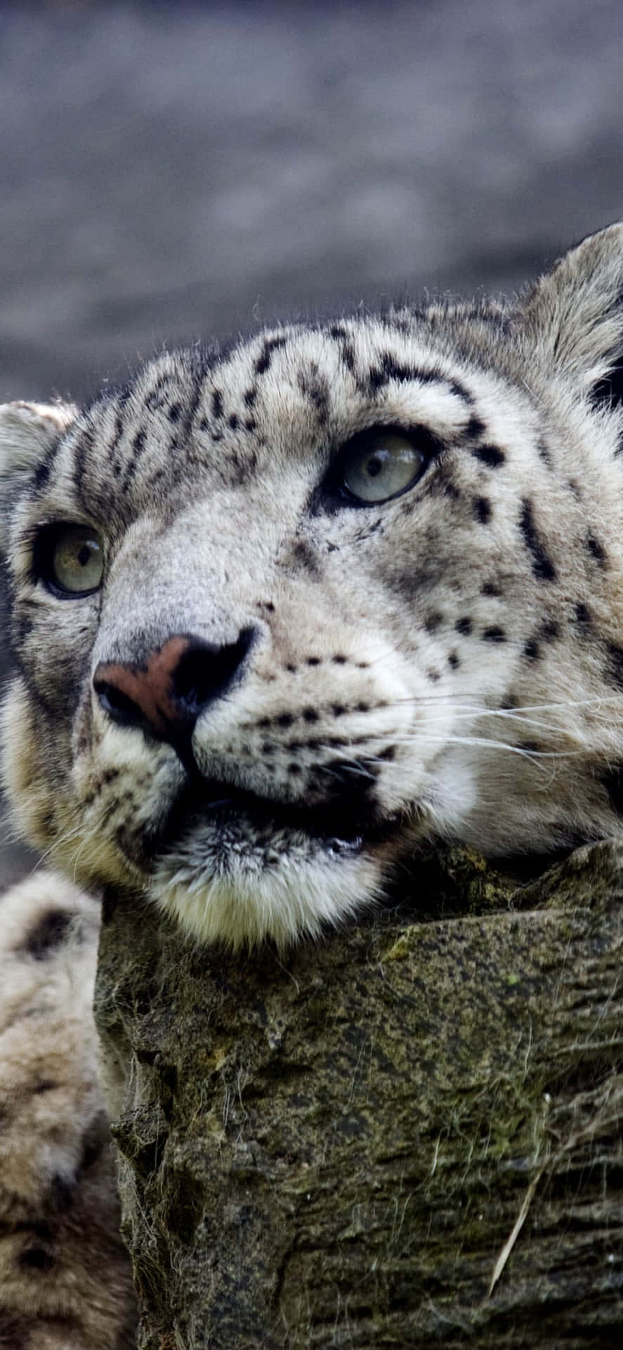 Majestic snow leopard set against the backdrop of a cold winter day. Wallpaper