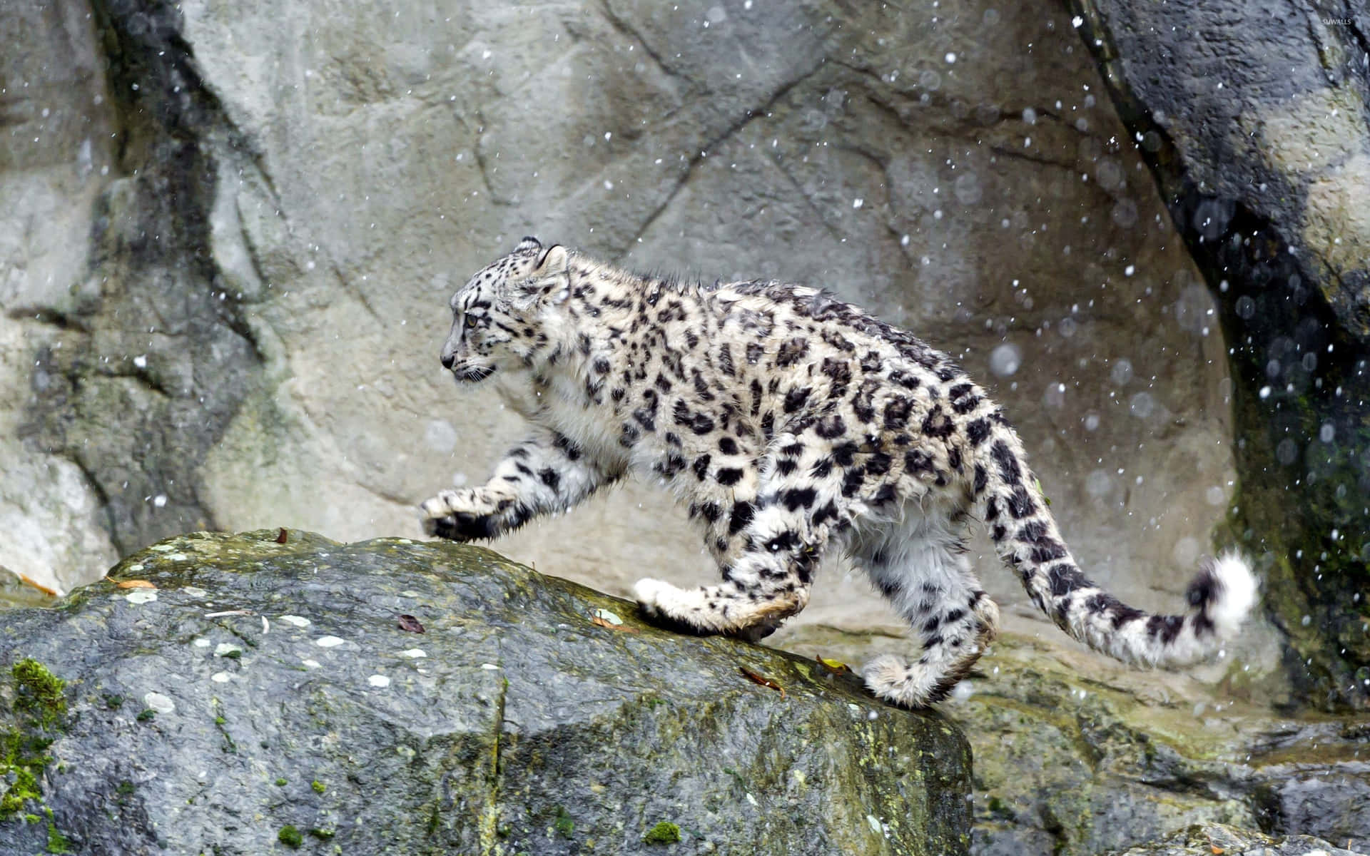 Unhermoso Leopardo De Las Nieves Contempla A Lo Lejos Fondo de pantalla