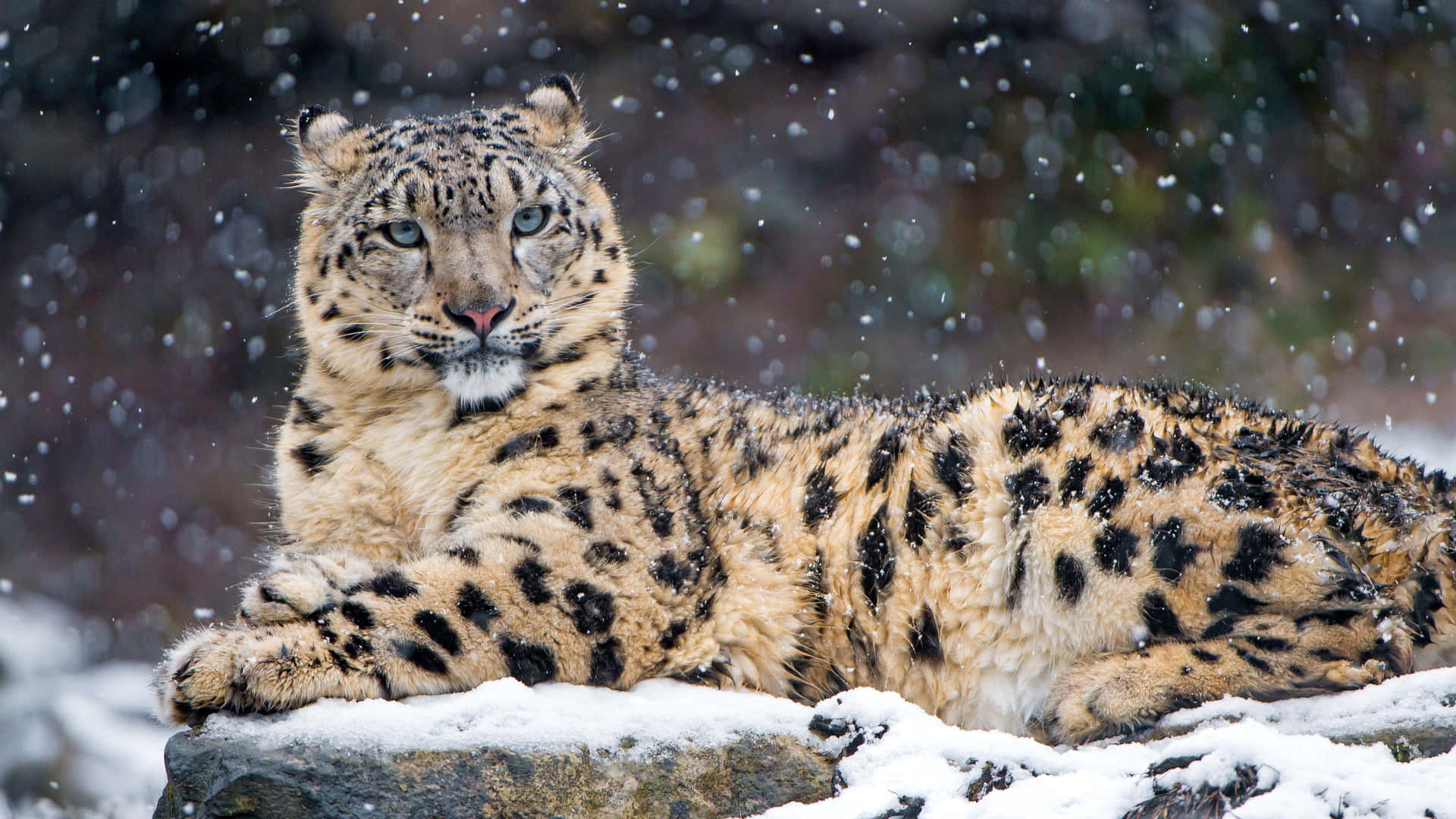 En sne leopard hopper over de bjergrige bjergkæder Wallpaper