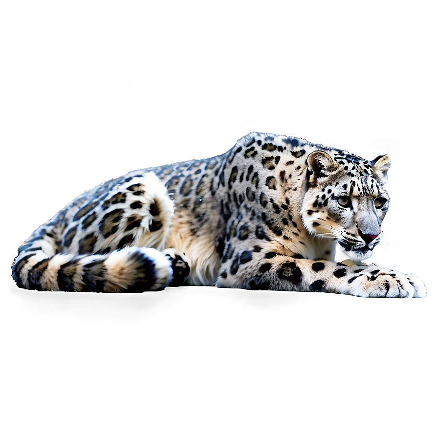 Snow Leopard C PNG