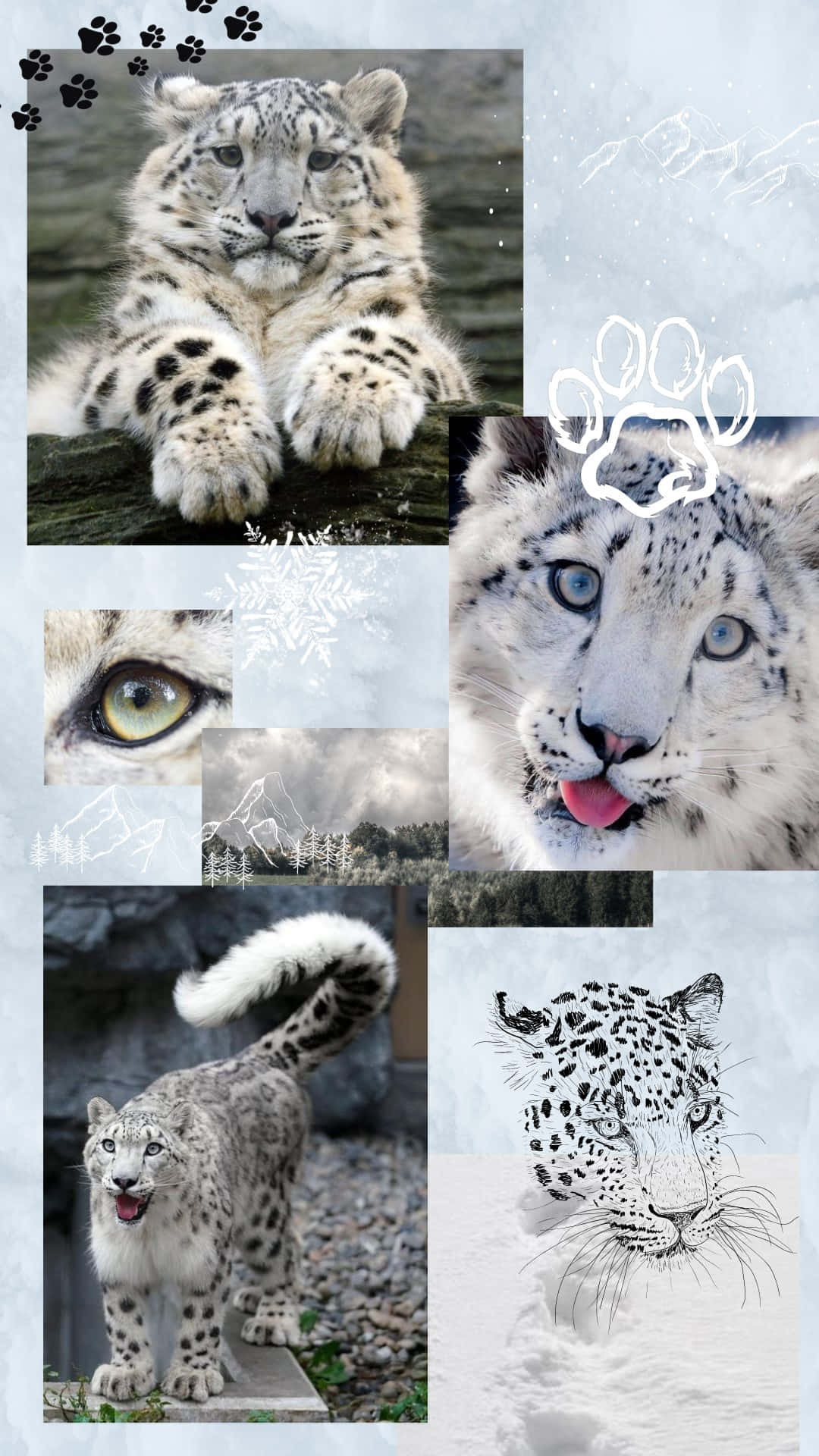 Snøleopard Collage Bakgrunnsbildet