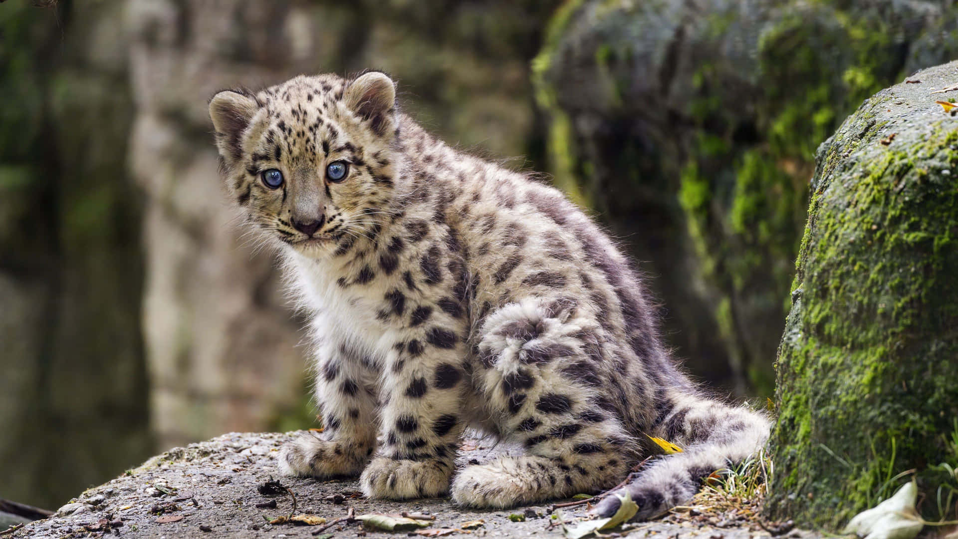 Snow Leopard Cub Blue Eyes Wallpaper