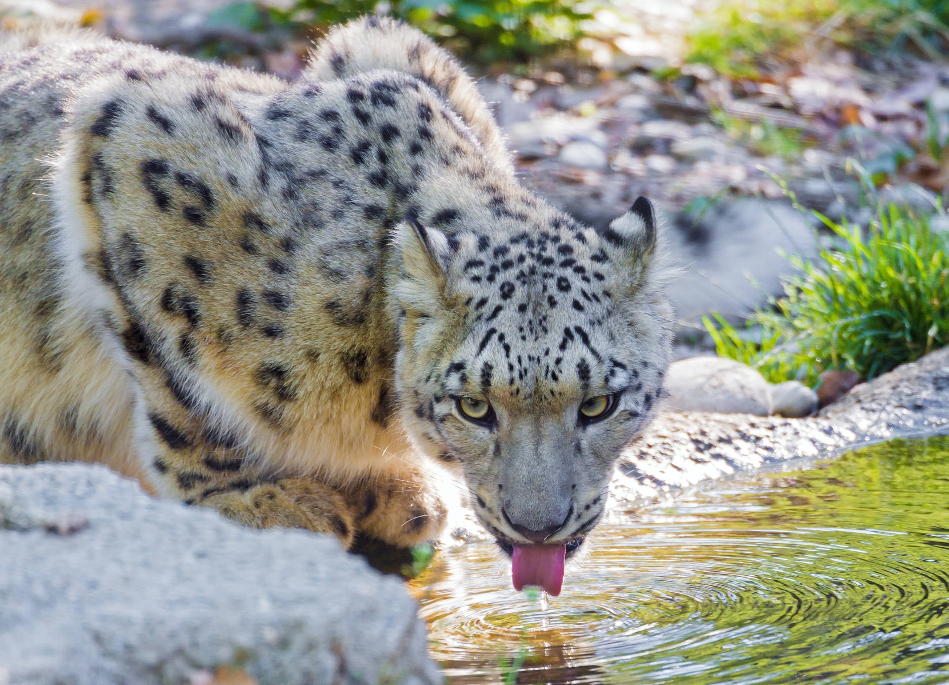 Snow Leopard Drinking On River Wallpaper