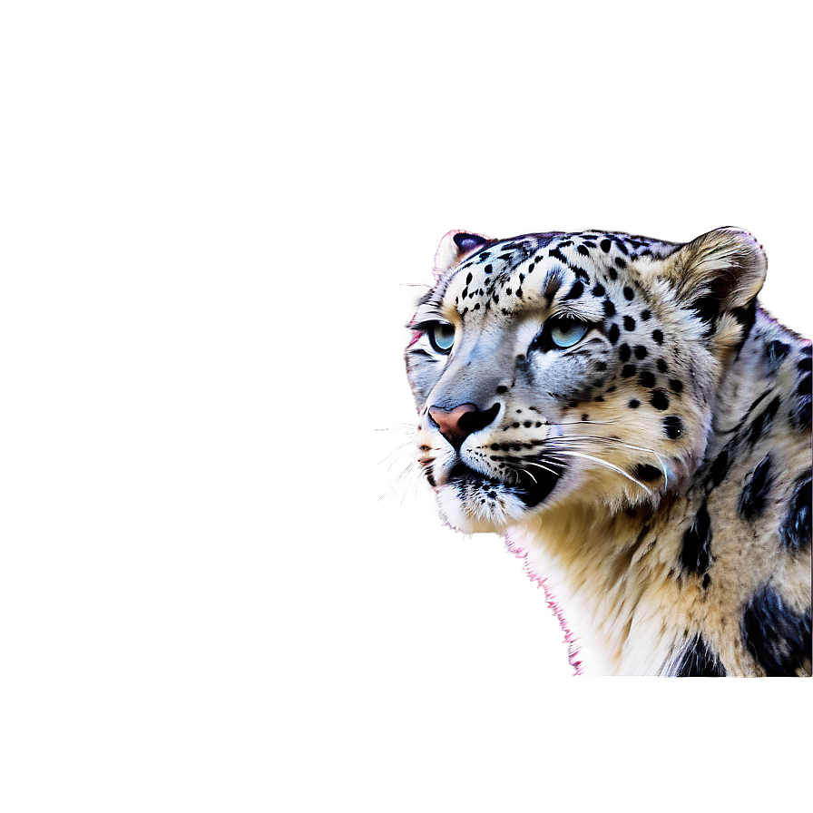Snow Leopard During Sunset Png Myp85 PNG