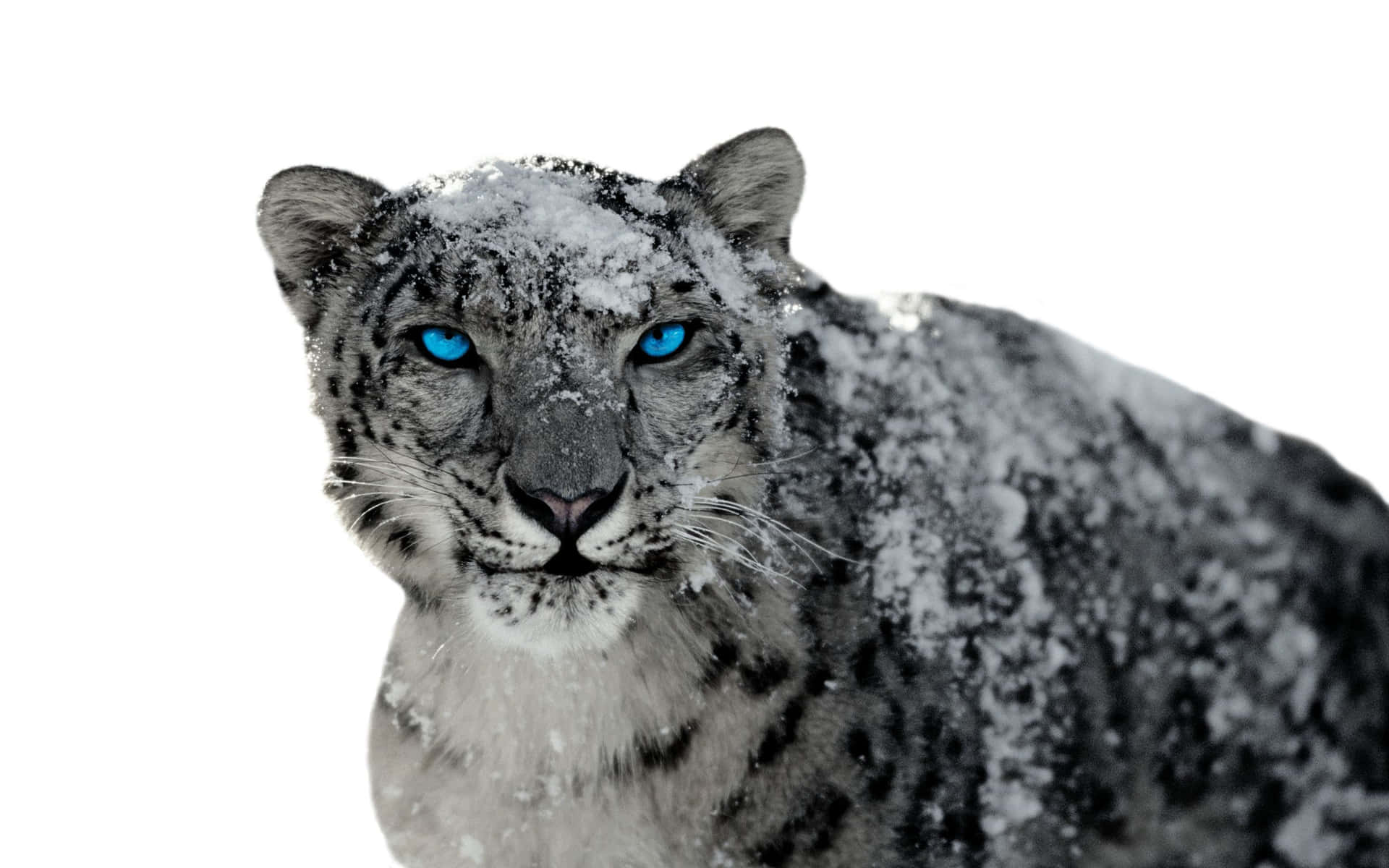 Sne Leopard 2560 X 1600 Wallpaper