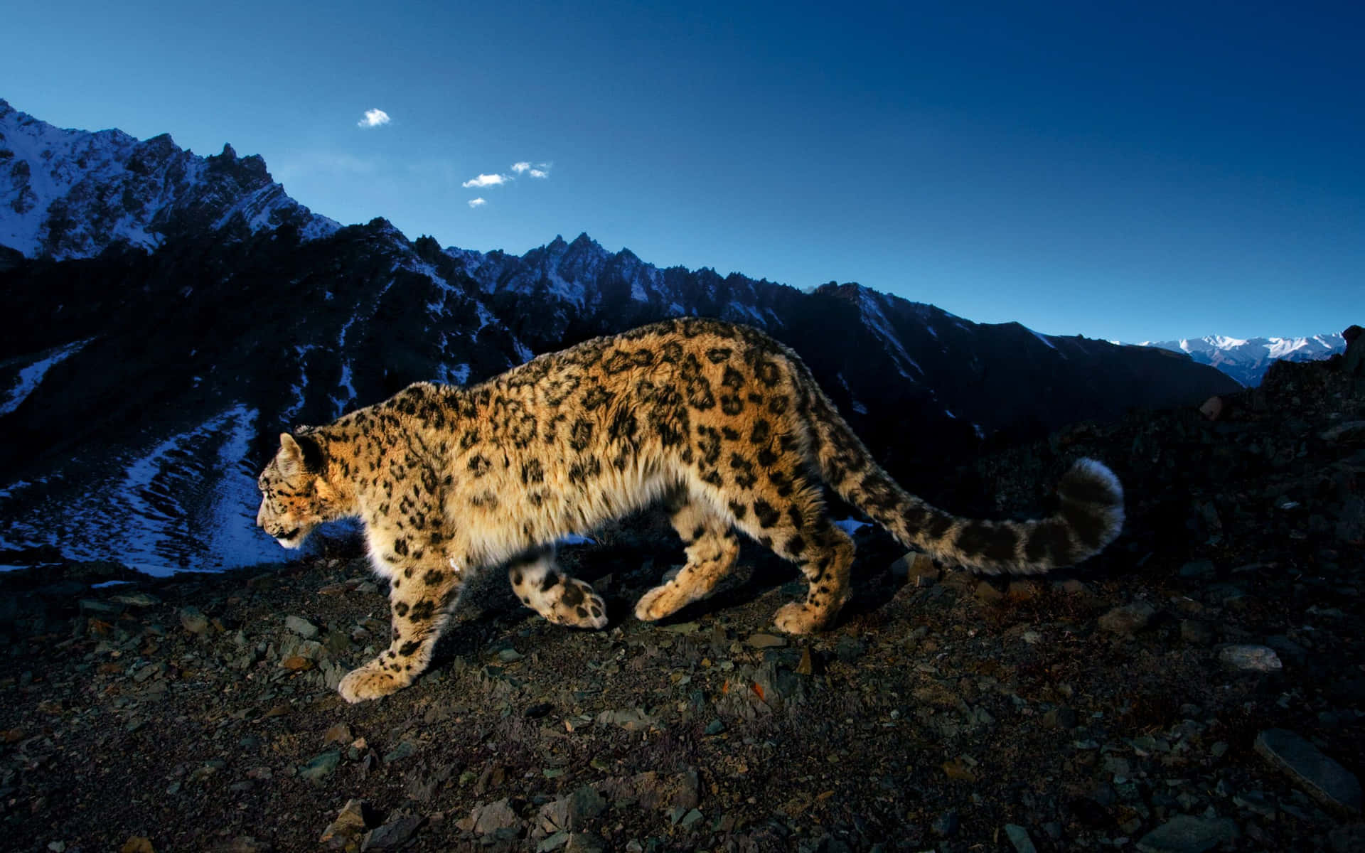 Majestic Snow Leopard Roaming the Snowy Mountains Wallpaper