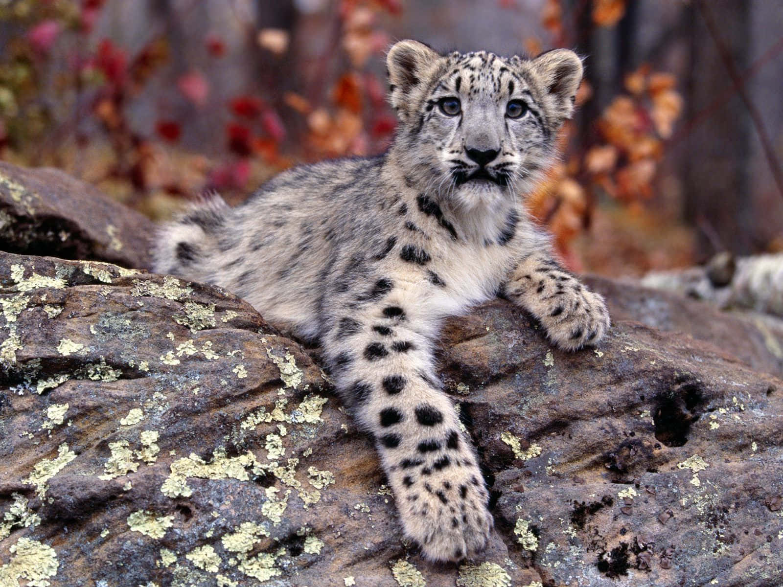 A snow leopard perched atop a boulder overlooking a frozen valley Wallpaper