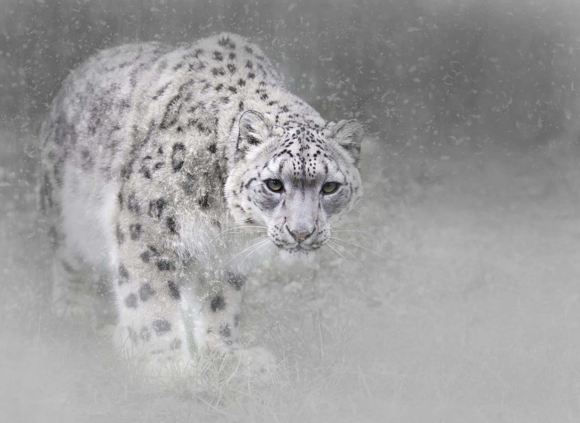 Majestic Snow Leopard Flanking a Rock Outcropping Wallpaper