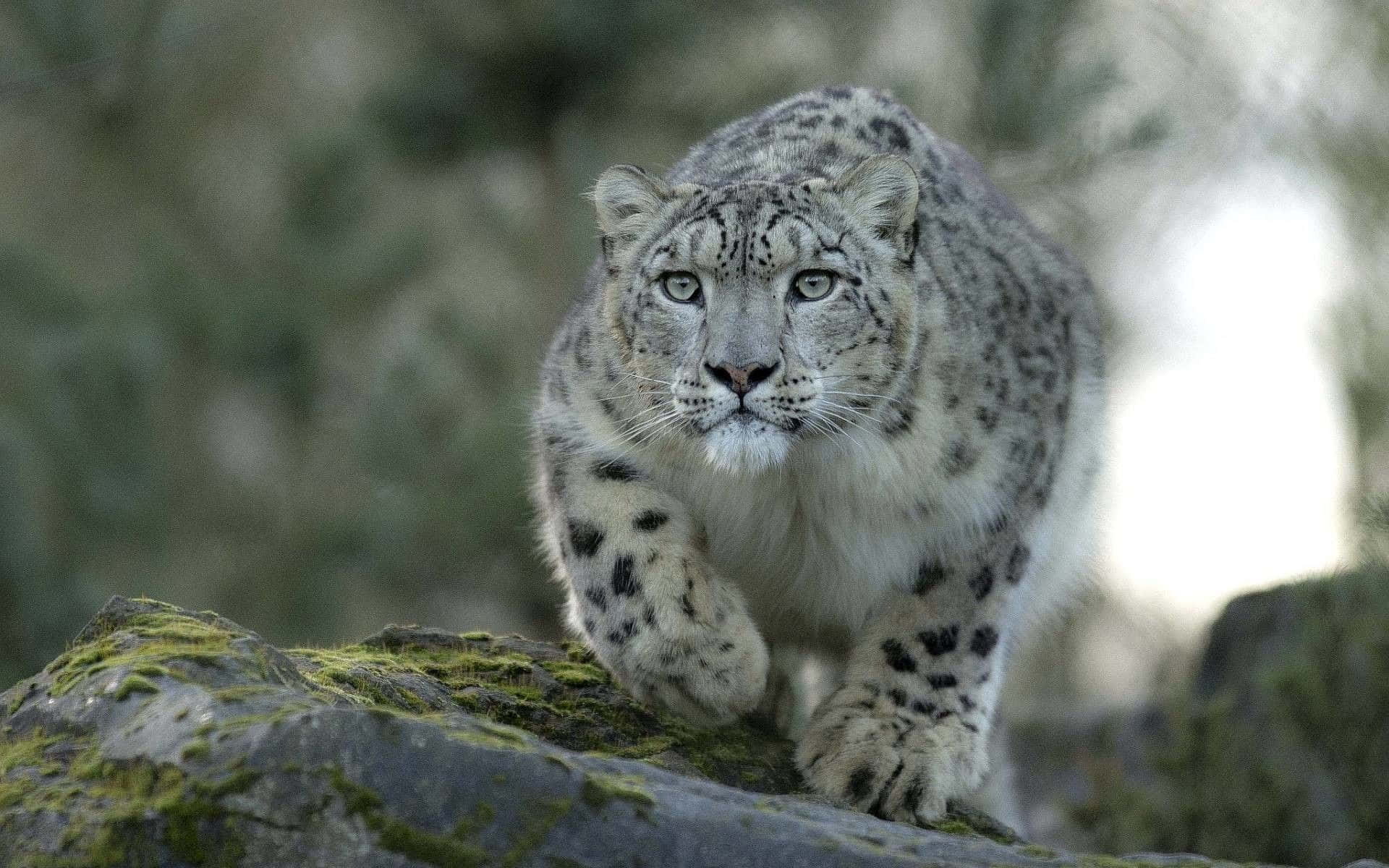 A Snow Leopard Walking On A Rock Wallpaper