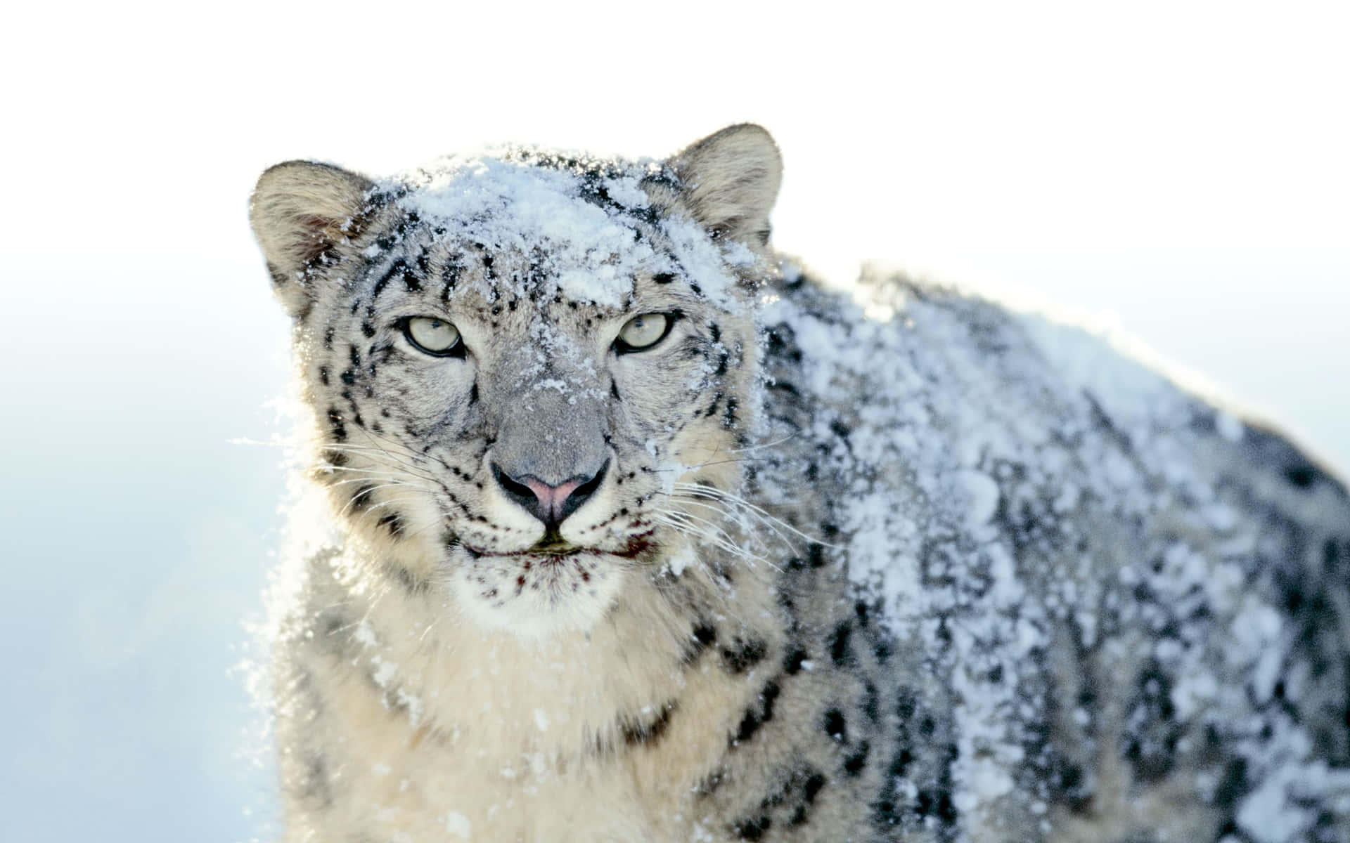 A magnificent snow leopard stares off into the distance Wallpaper