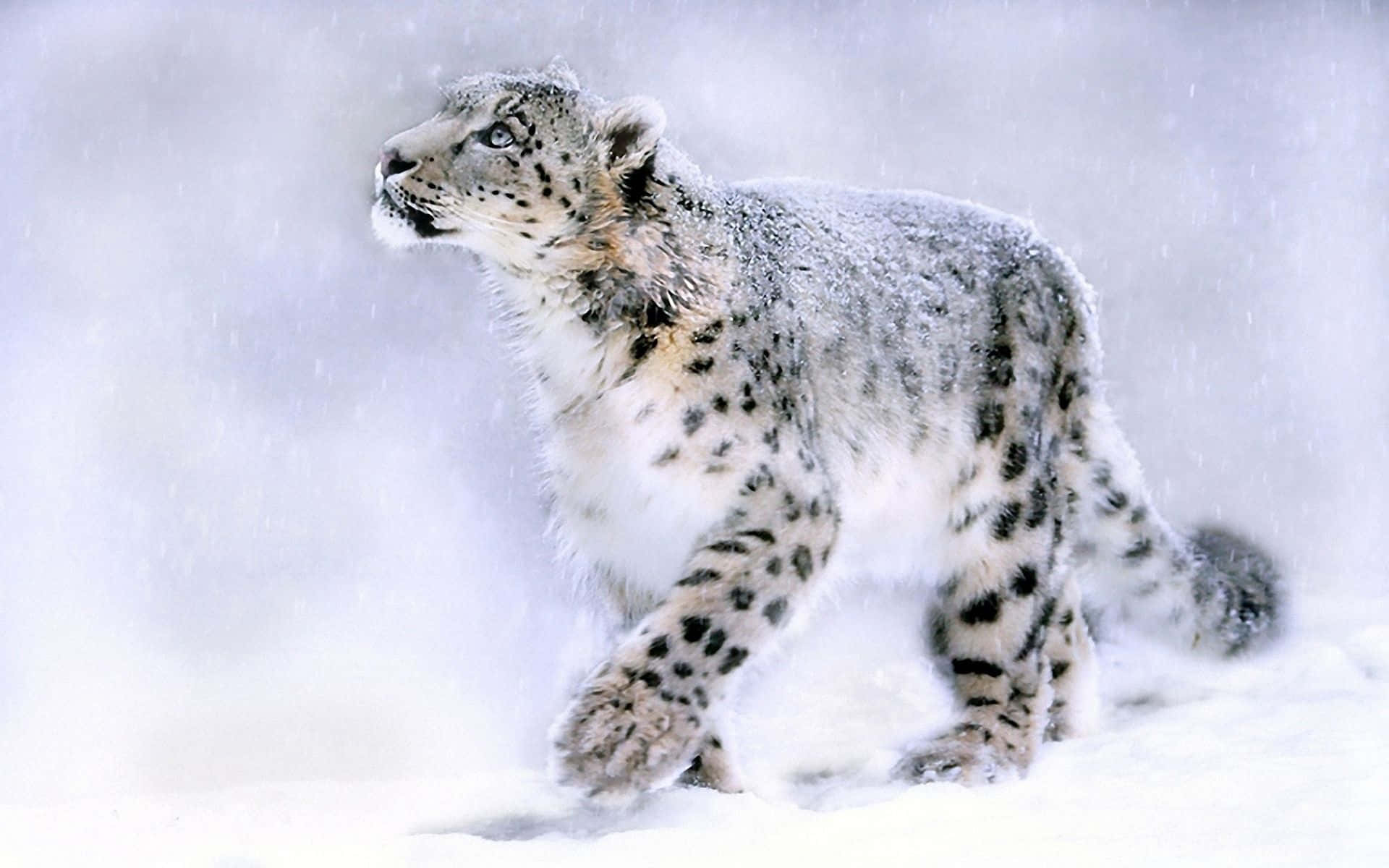 A majestic snow leopard resting on a rocky outcropping. Wallpaper
