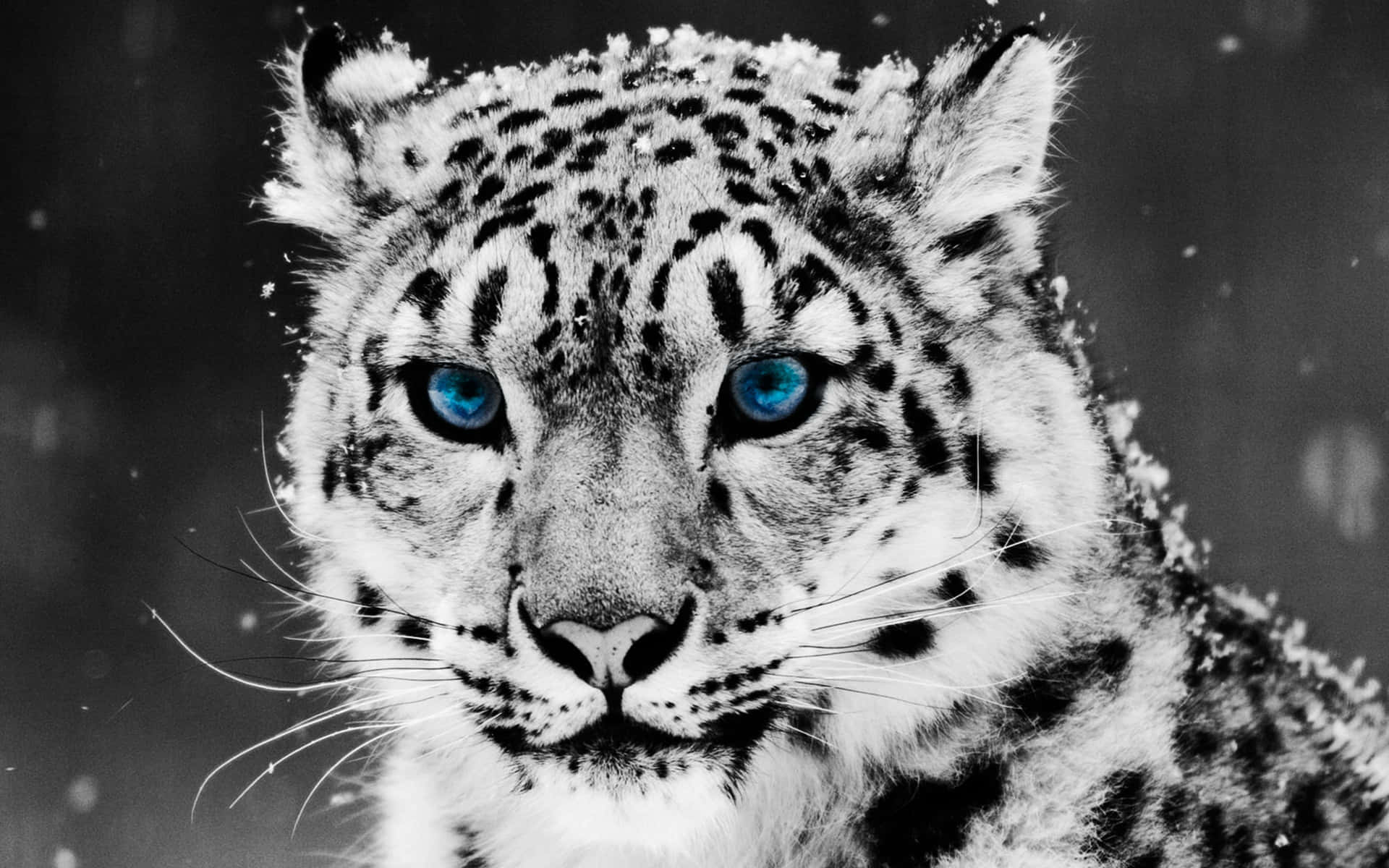En sneleopard i sit naturlige habitat i Himalaya. Wallpaper