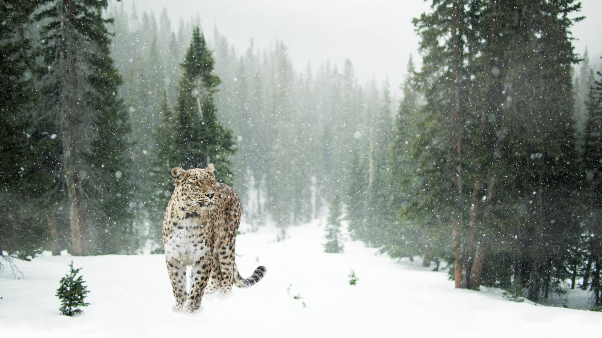 Snow Leopard Om Vinter Æstetisk Wallpaper