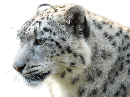 Snow Leopard Profile Portrait PNG