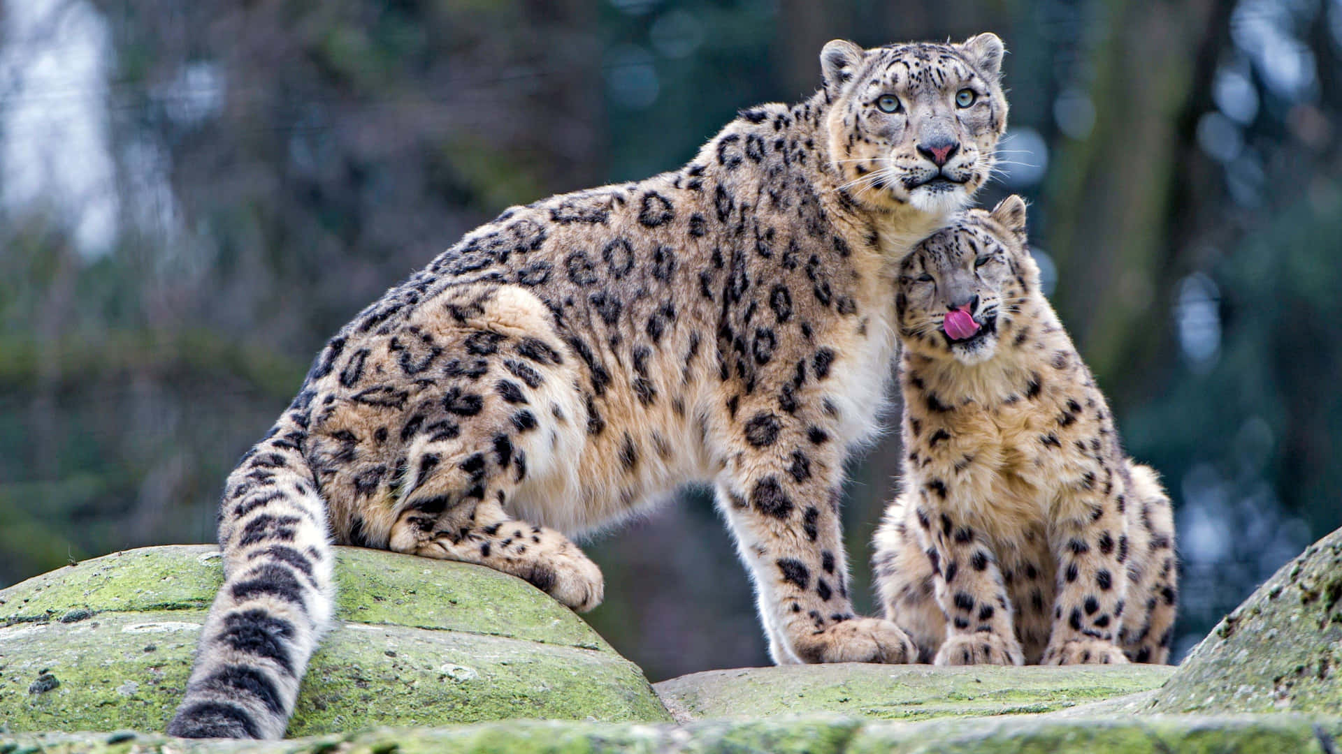 Unhermoso Leopardo De Las Nieves Posado En Lo Alto De Un Saliente Rocoso. Fondo de pantalla
