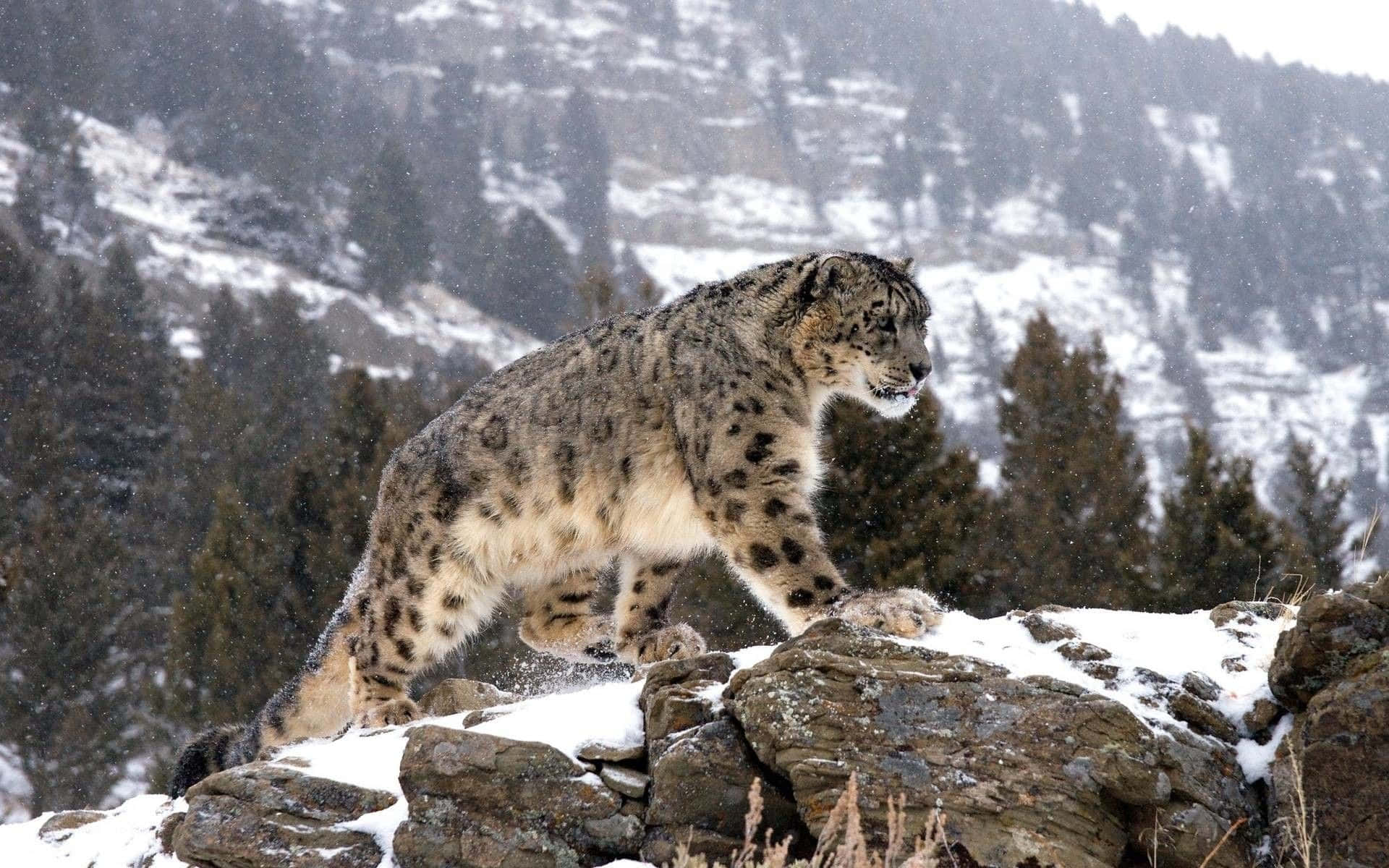 Snow Leopard Against a Rocky Outcropping Wallpaper
