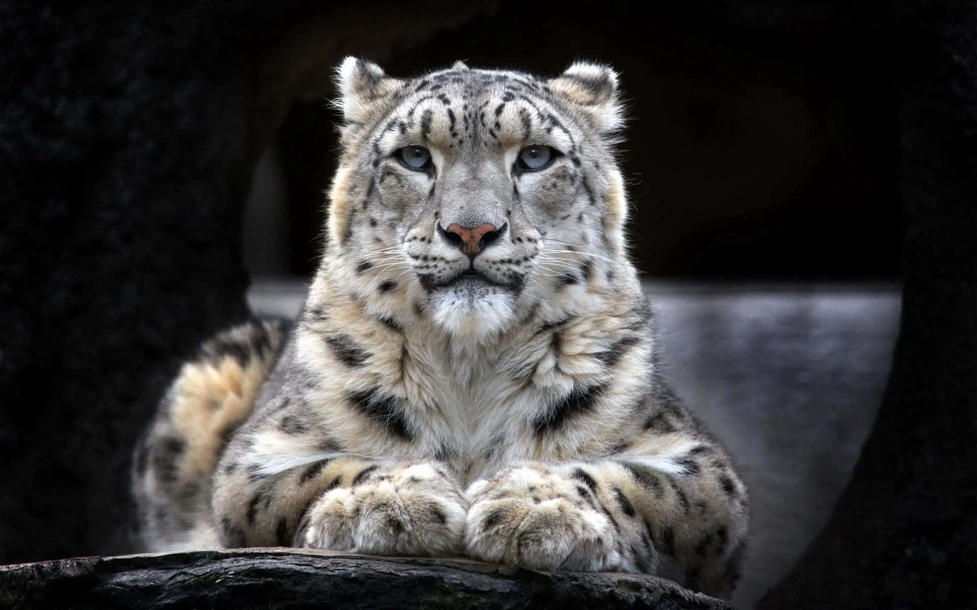 Leopardode Nieve En Su Hábitat Natural. Fondo de pantalla