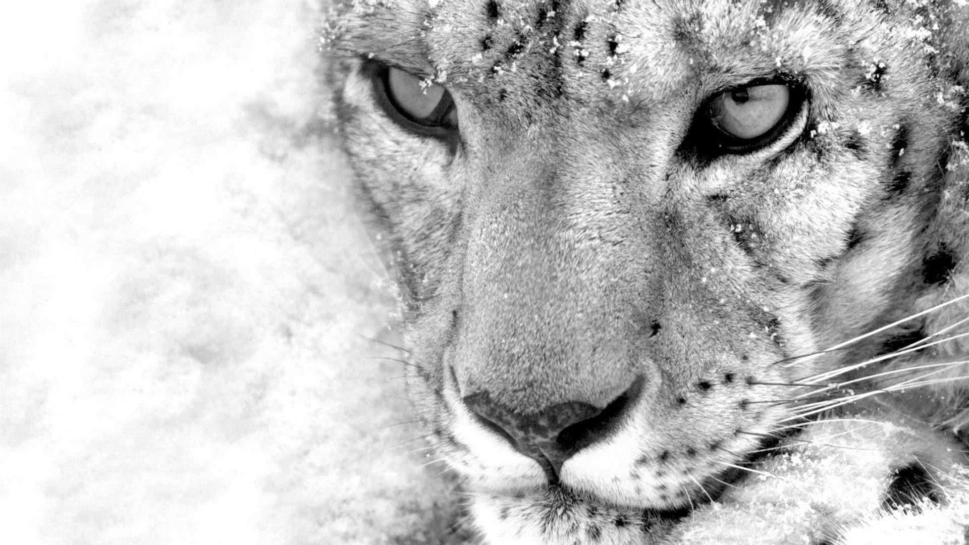Unhermoso Leopardo De Las Nieves En Su Entorno Prístino. Fondo de pantalla