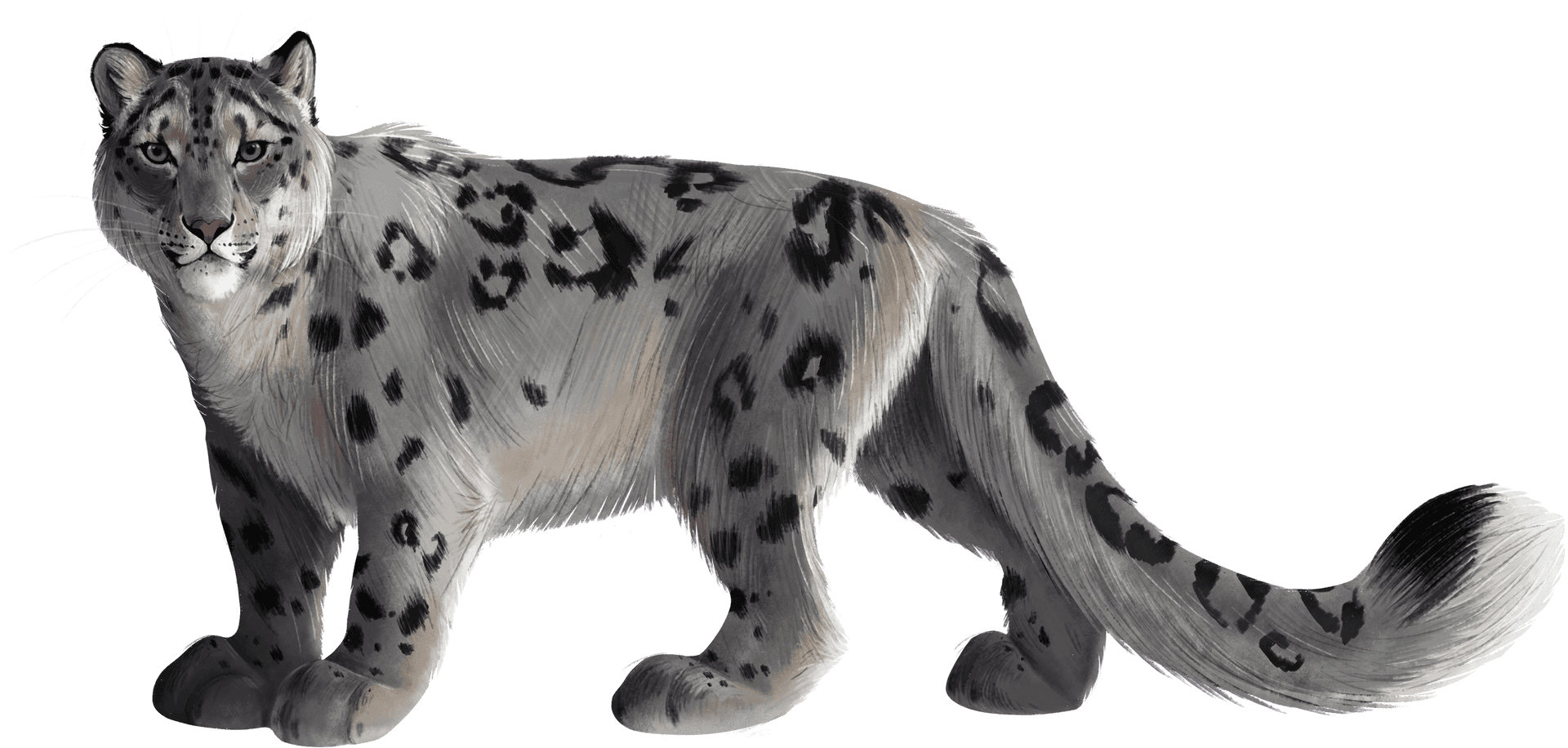 Snow Leopard Standing Transparent Background PNG