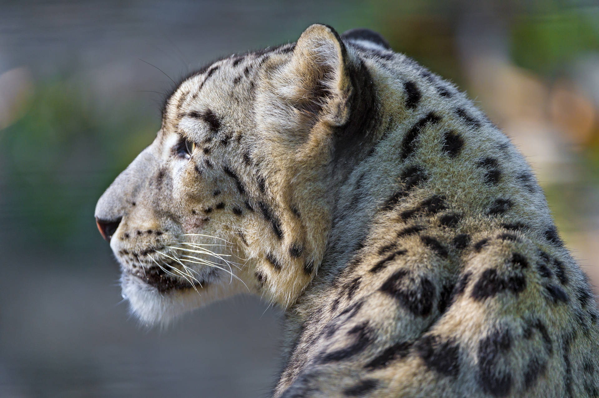 Snow Leopard Thinking About Life